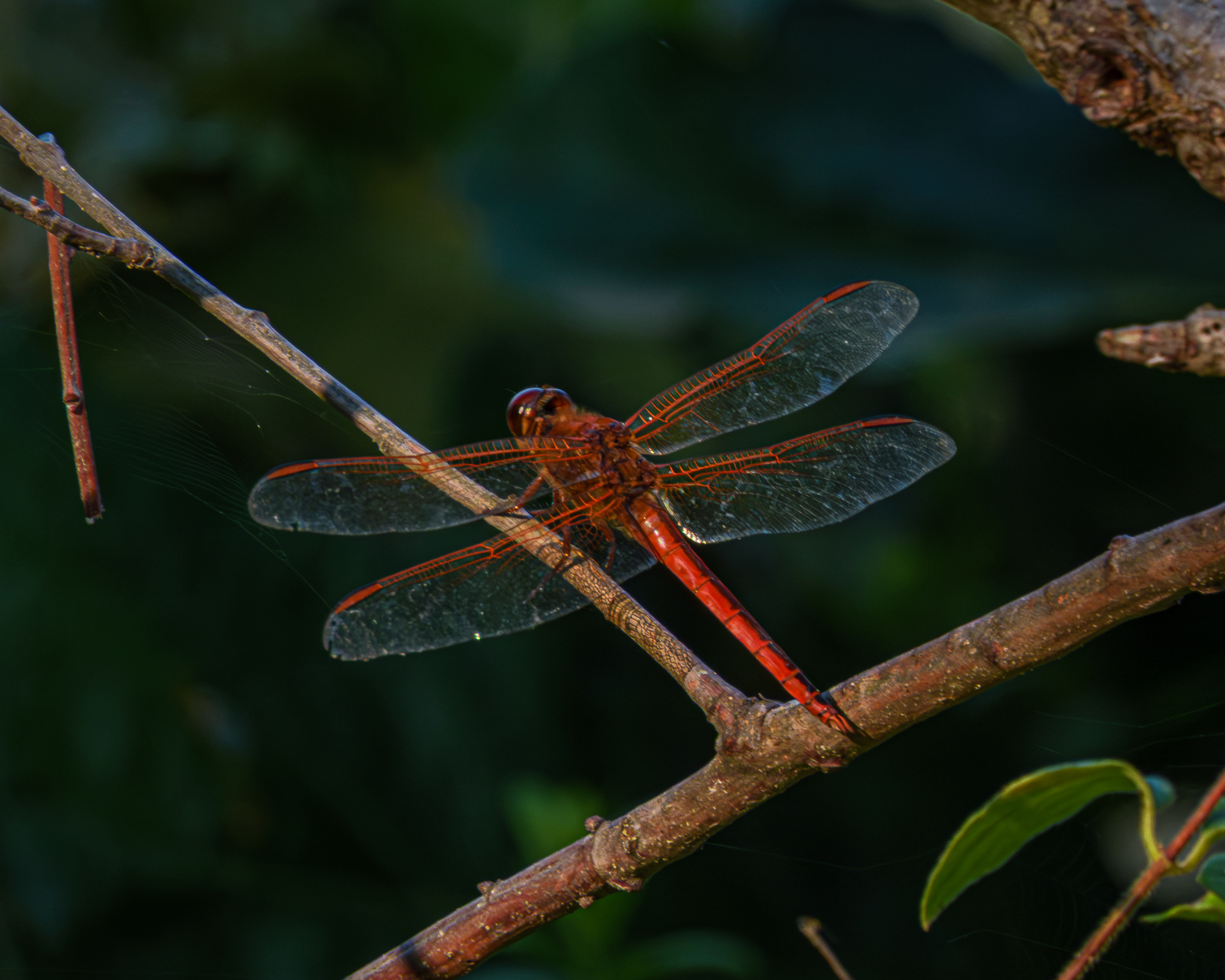 Red Dragonfly