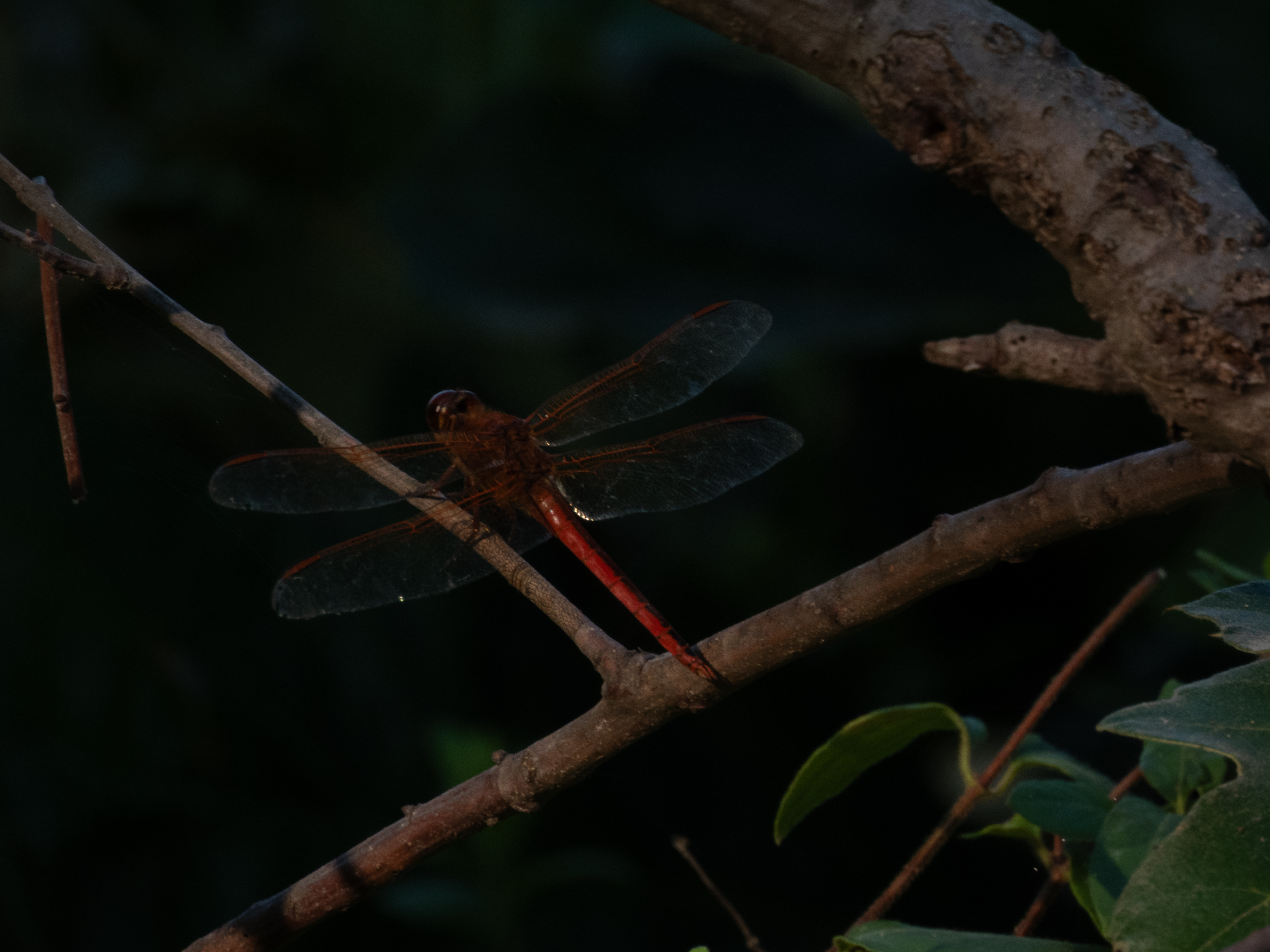 Unedited version of Red Dragonfly