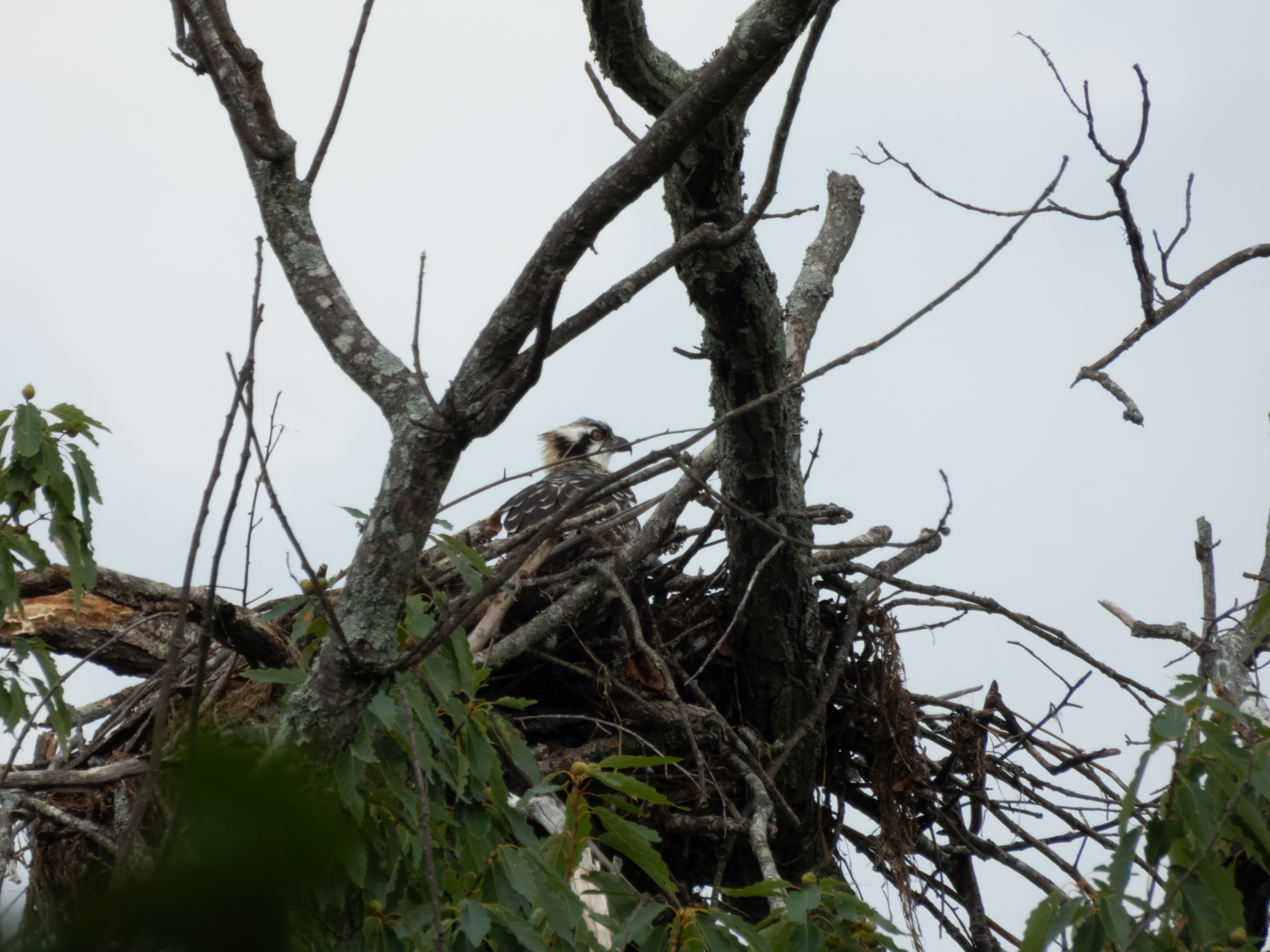 Unedited version of Osprey