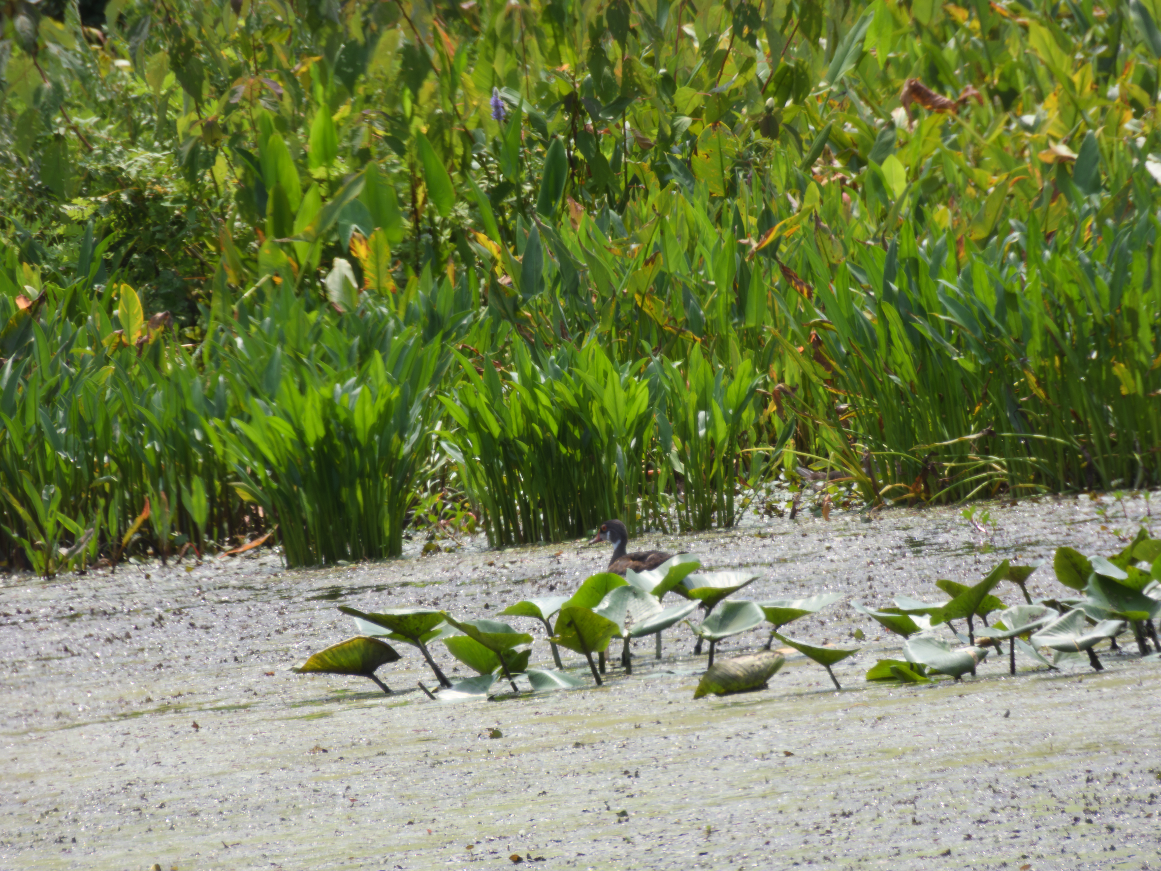 Wood Duck