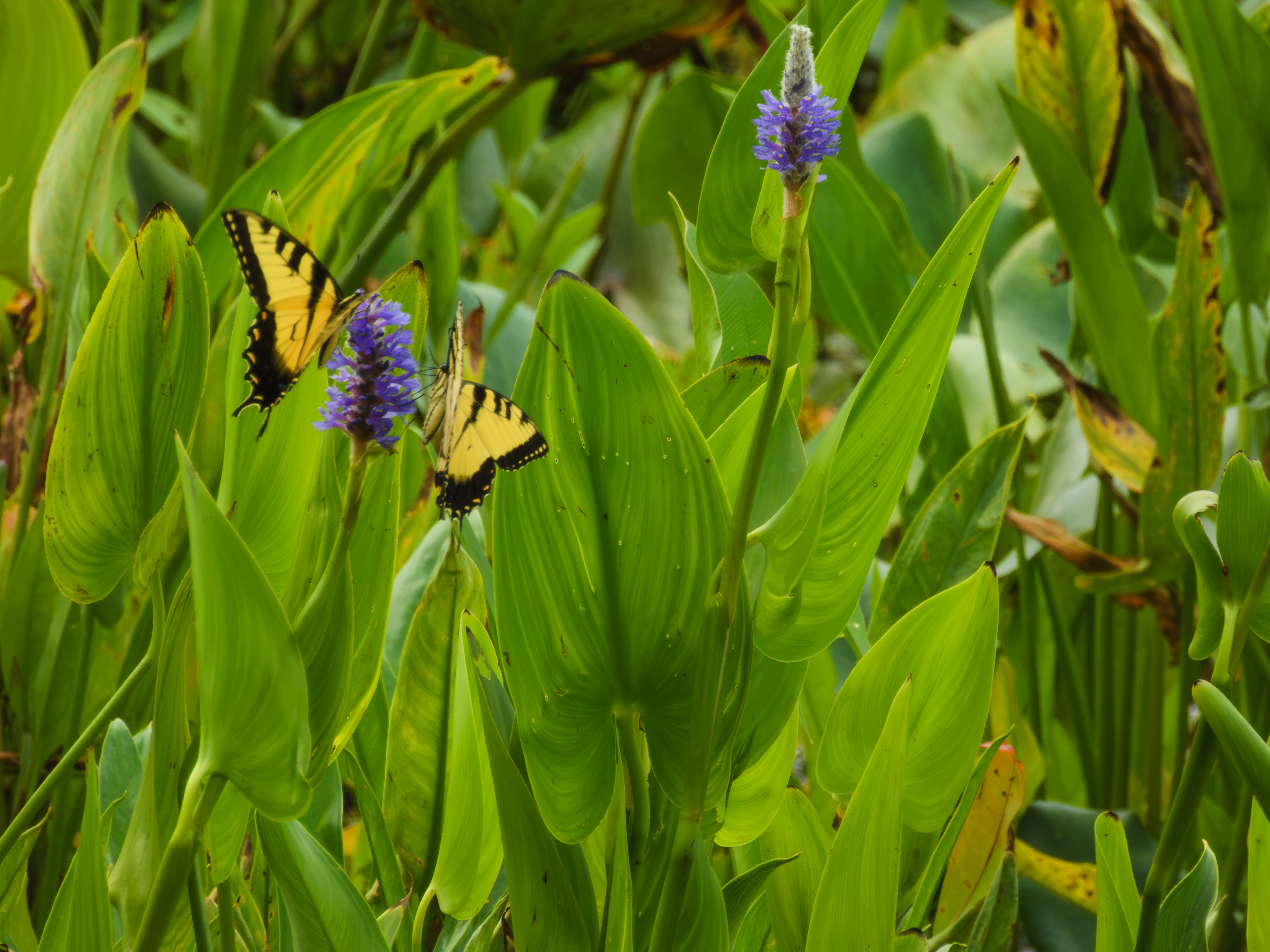 Butterflies on a flower