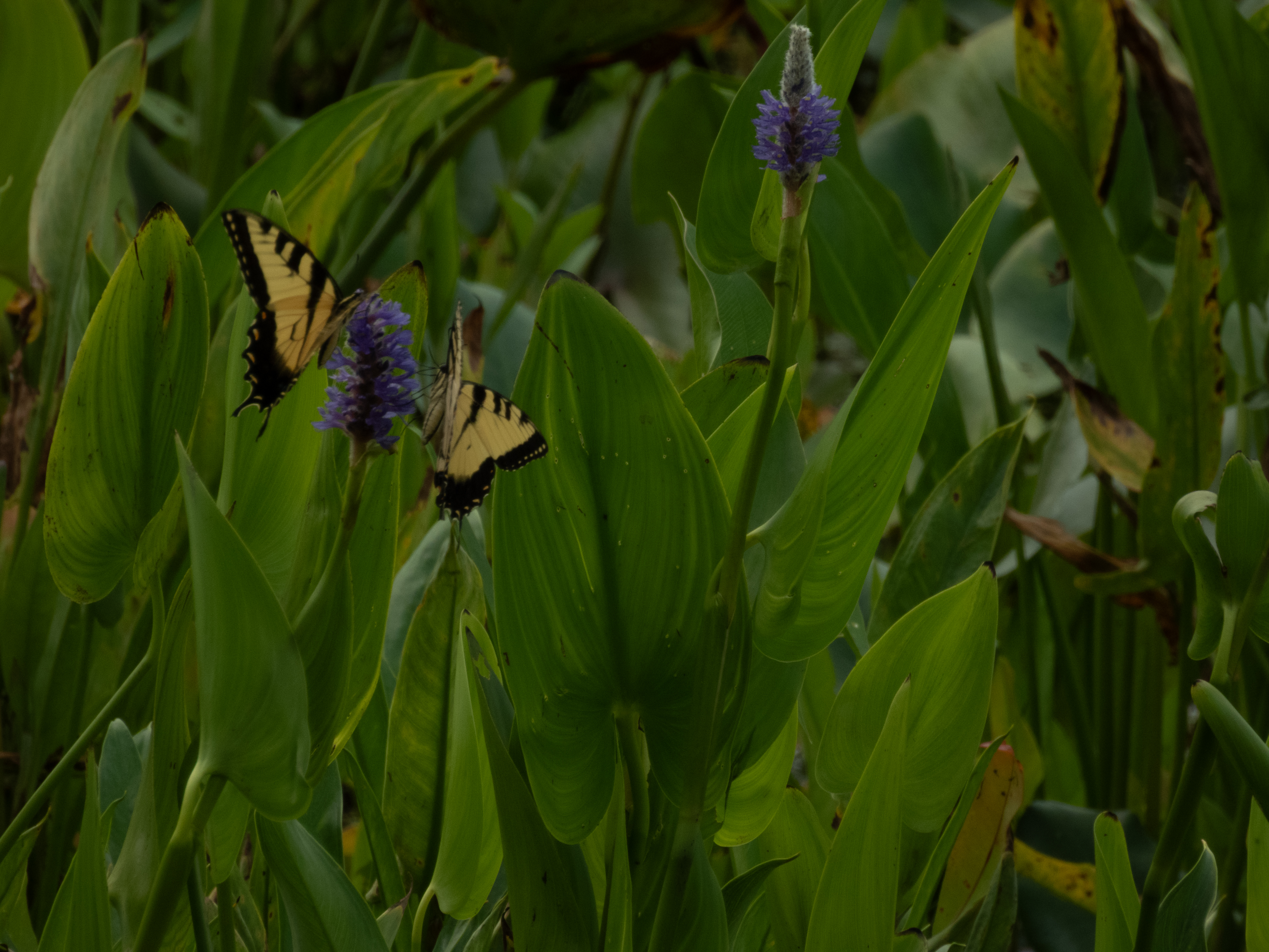 Unedited version of Butterflies on a flower