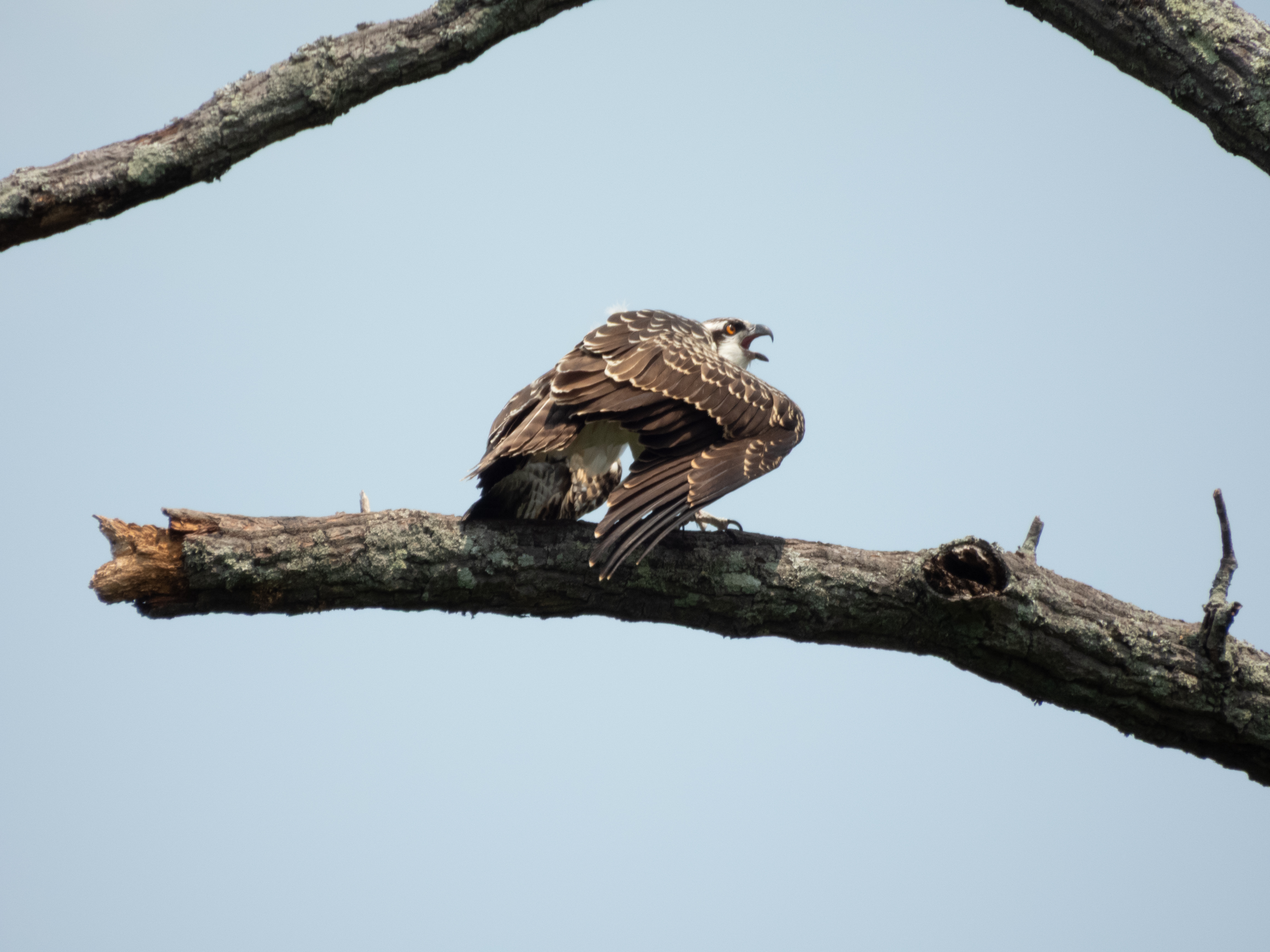Unedited version of Osprey