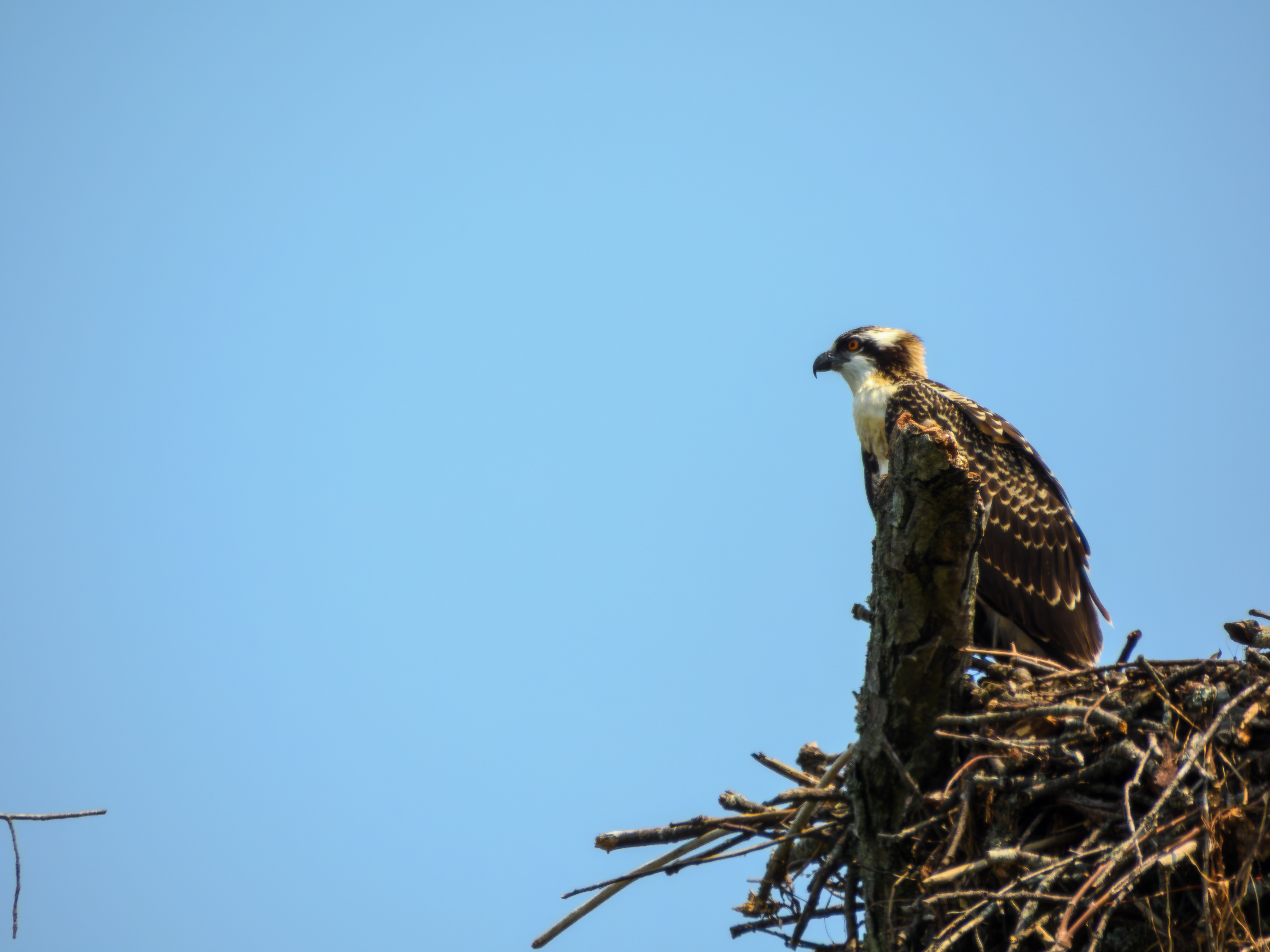 Osprey
