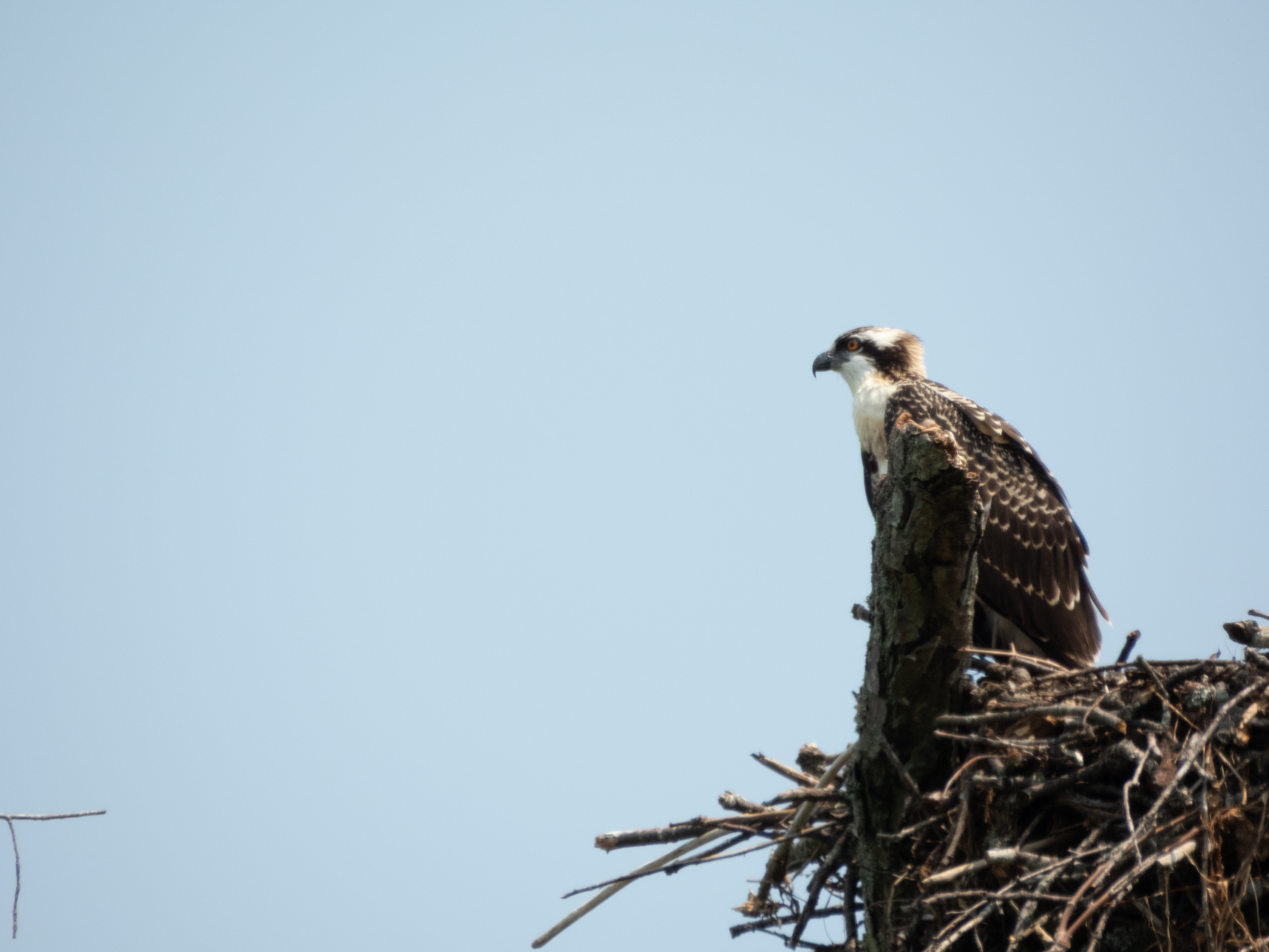 Unedited version of Osprey
