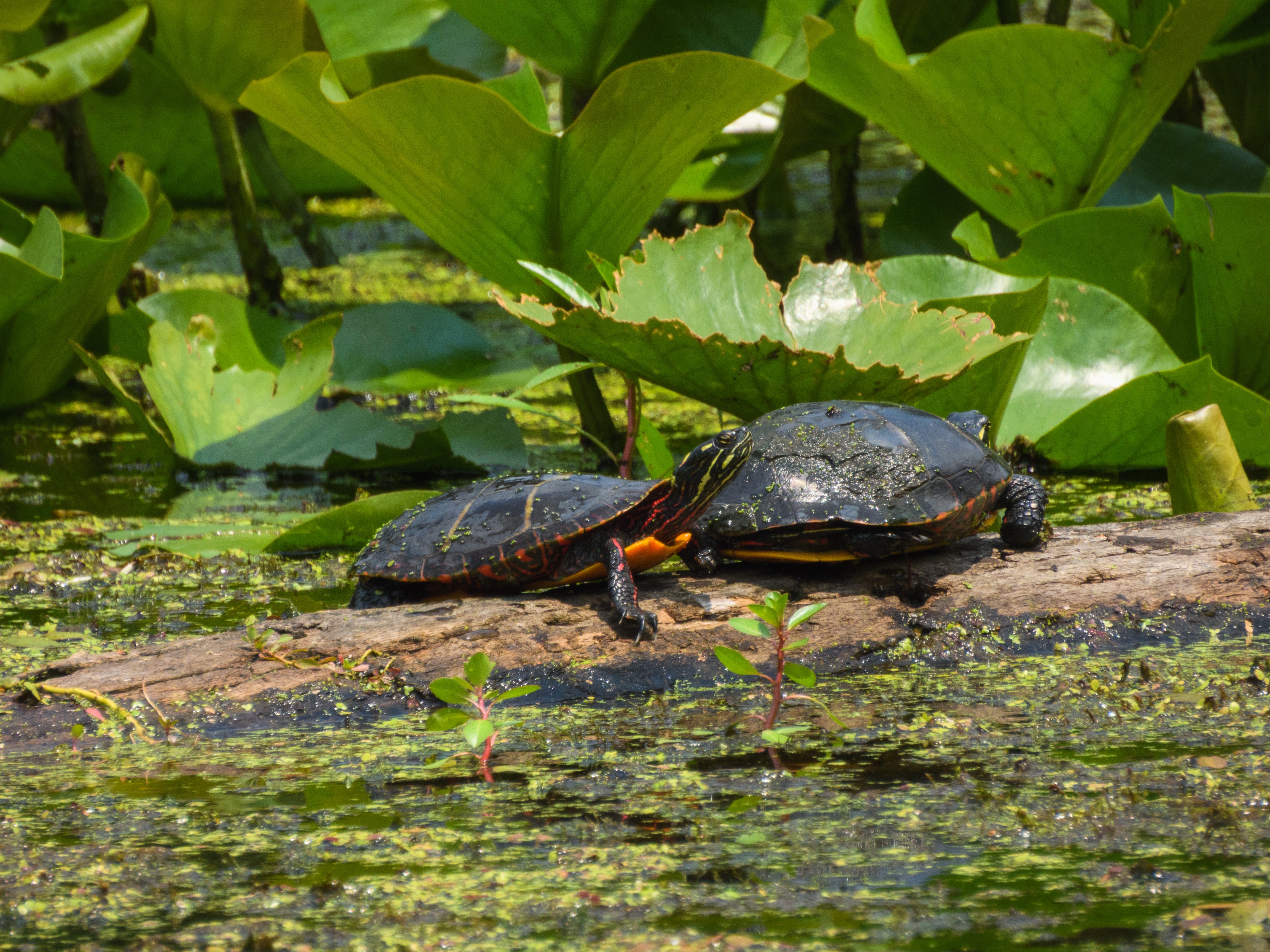 Turtles