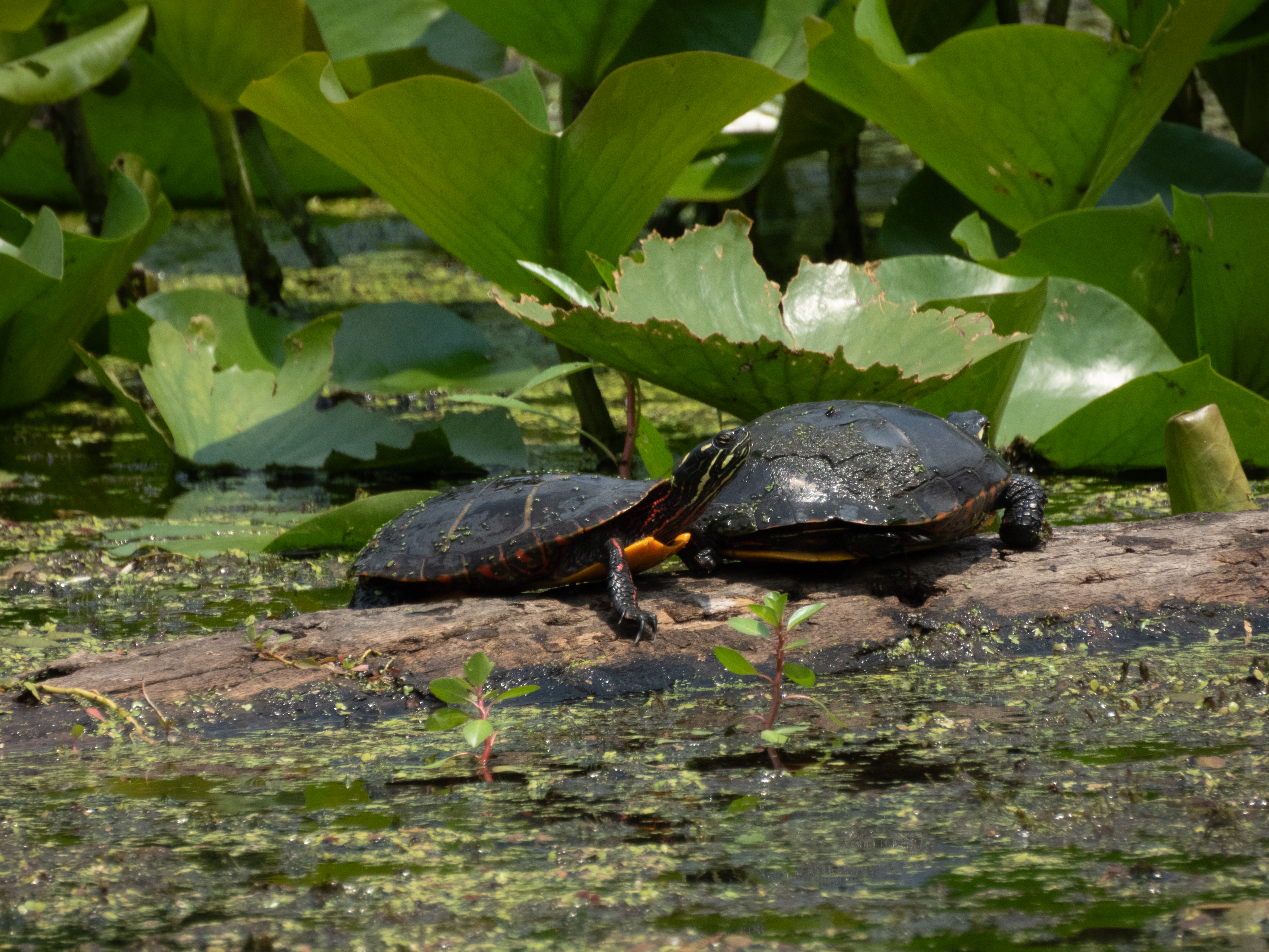 Unedited version of Turtles
