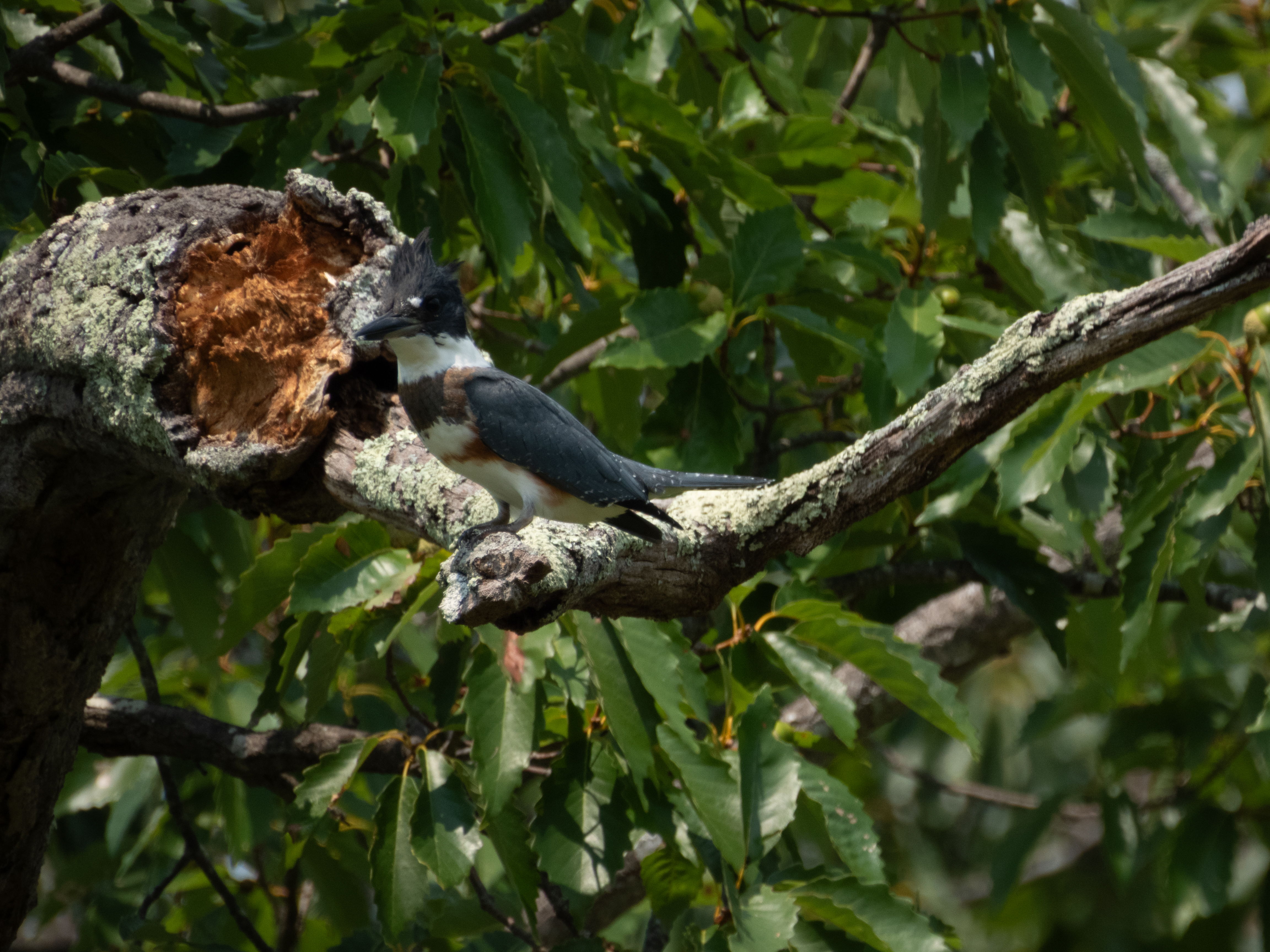 Unedited version of Belted Kingfisher