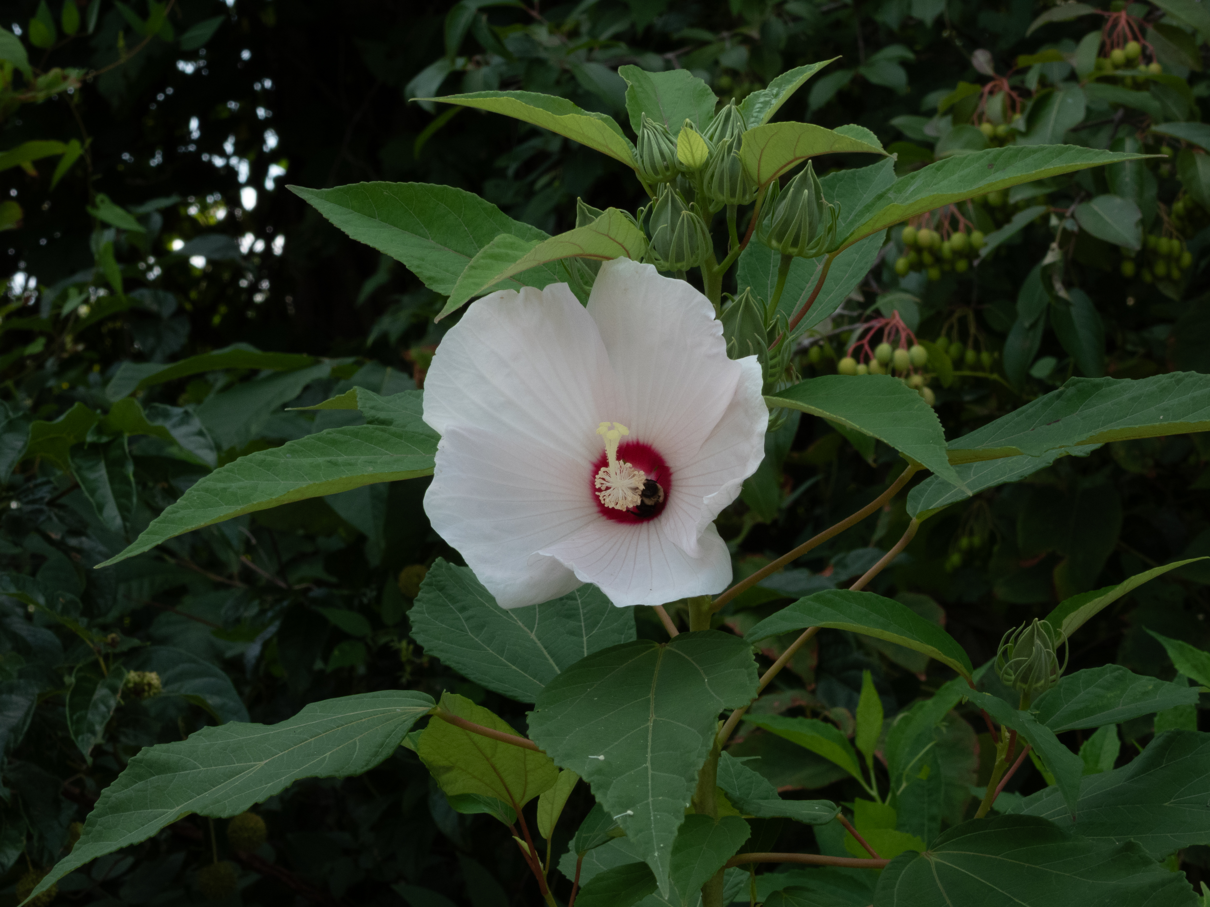 Unedited version of Flower