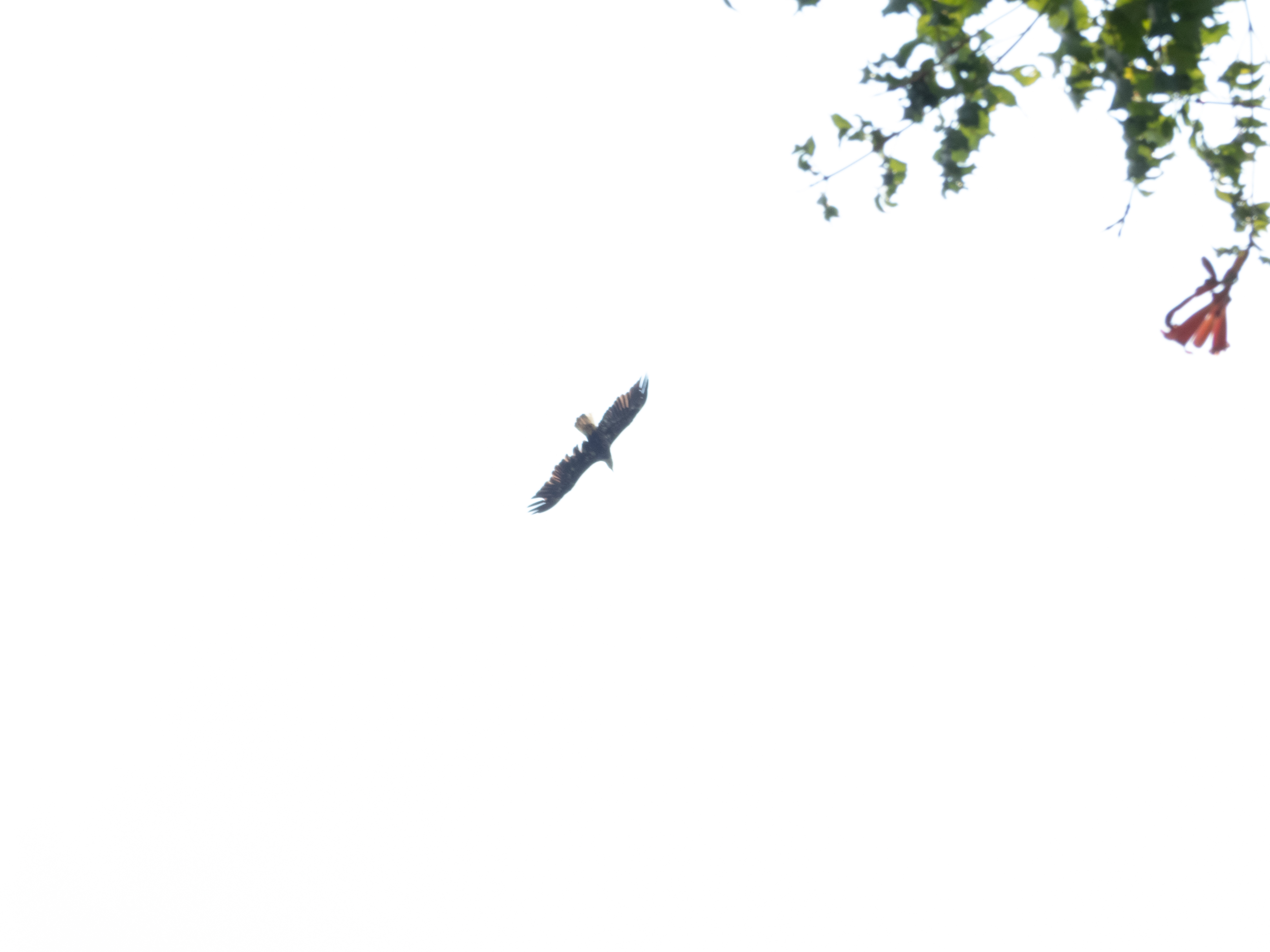 Unedited version of Osprey