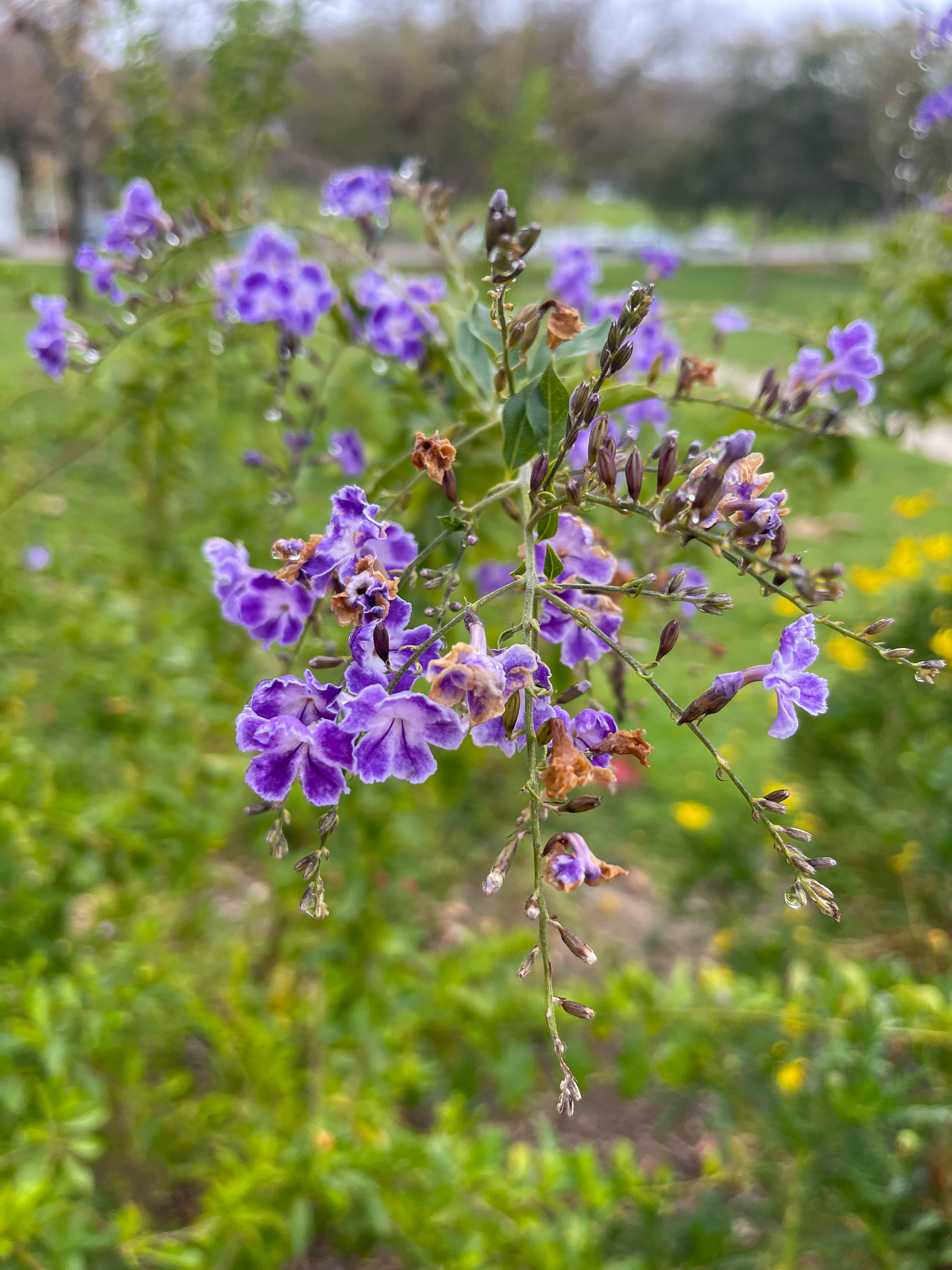 Blue flowers