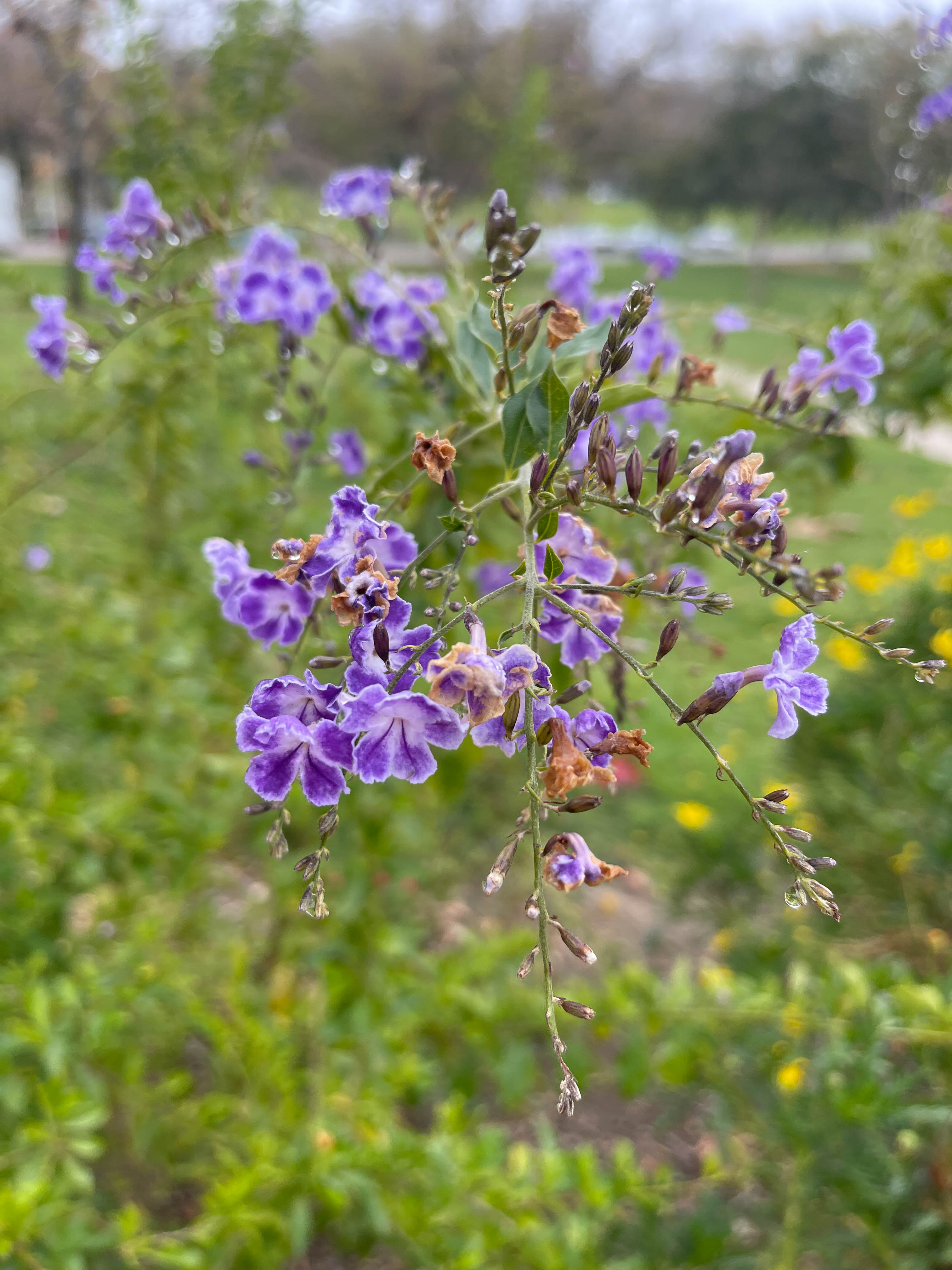 Unedited version of Blue flowers