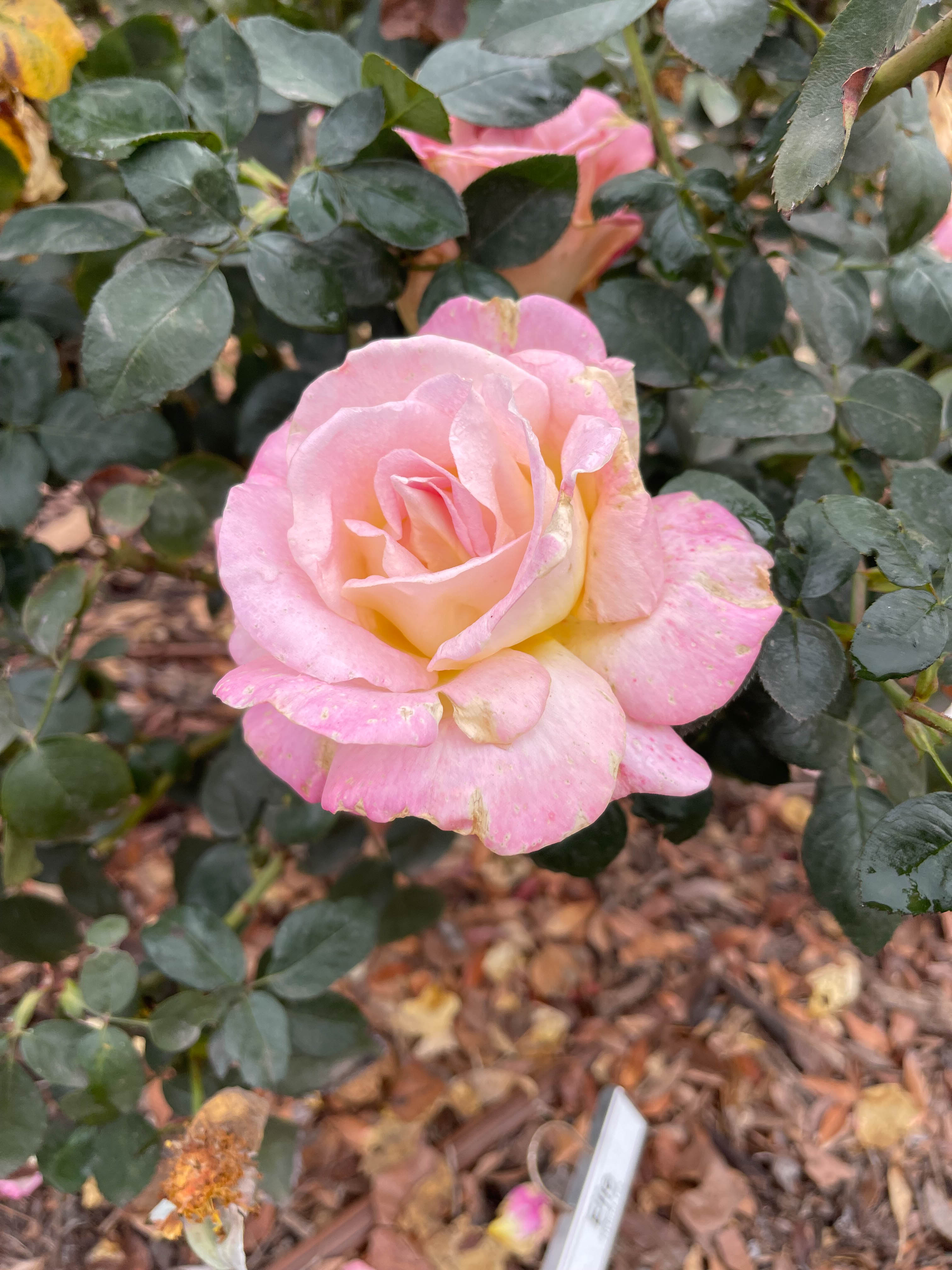 Pink rose, was going to edit it but then decided I liked it how it was. Probably cause of the the softness.