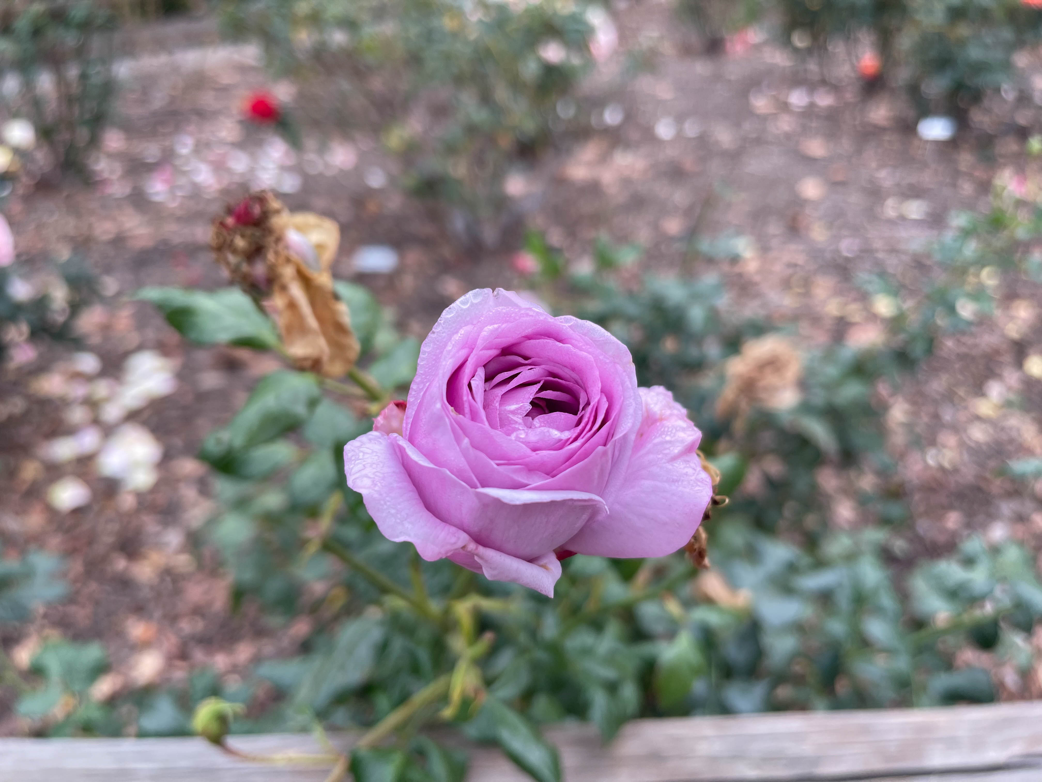 Pink tulip (what is a tulip? Is this a tulip? maybe a rose? I dunno)