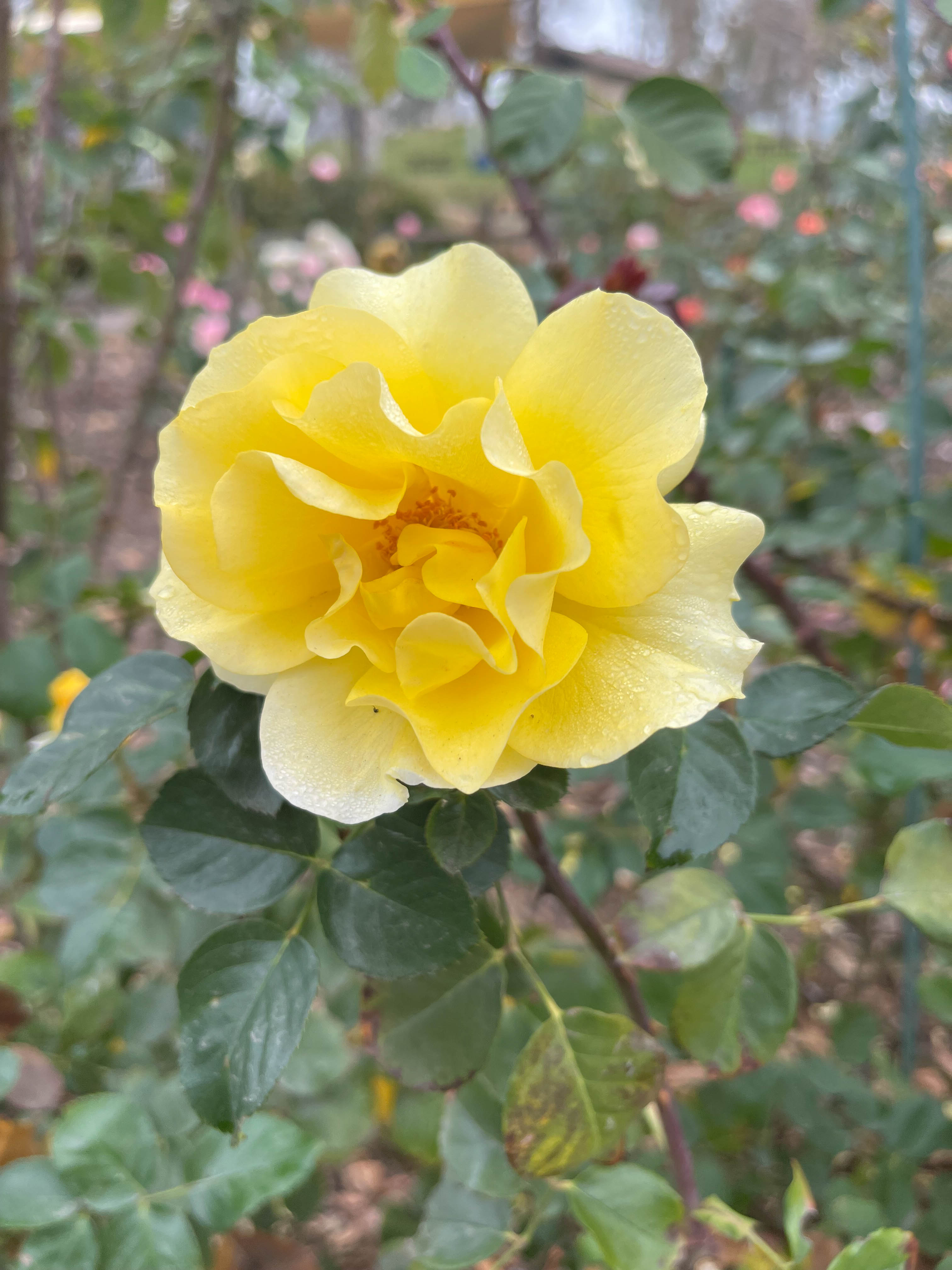 Unedited version of Big yellow puffball. Also liked the softness (simlar to the pink rose nearby), edited slightly to accentuate the water droplets a tiny bit.