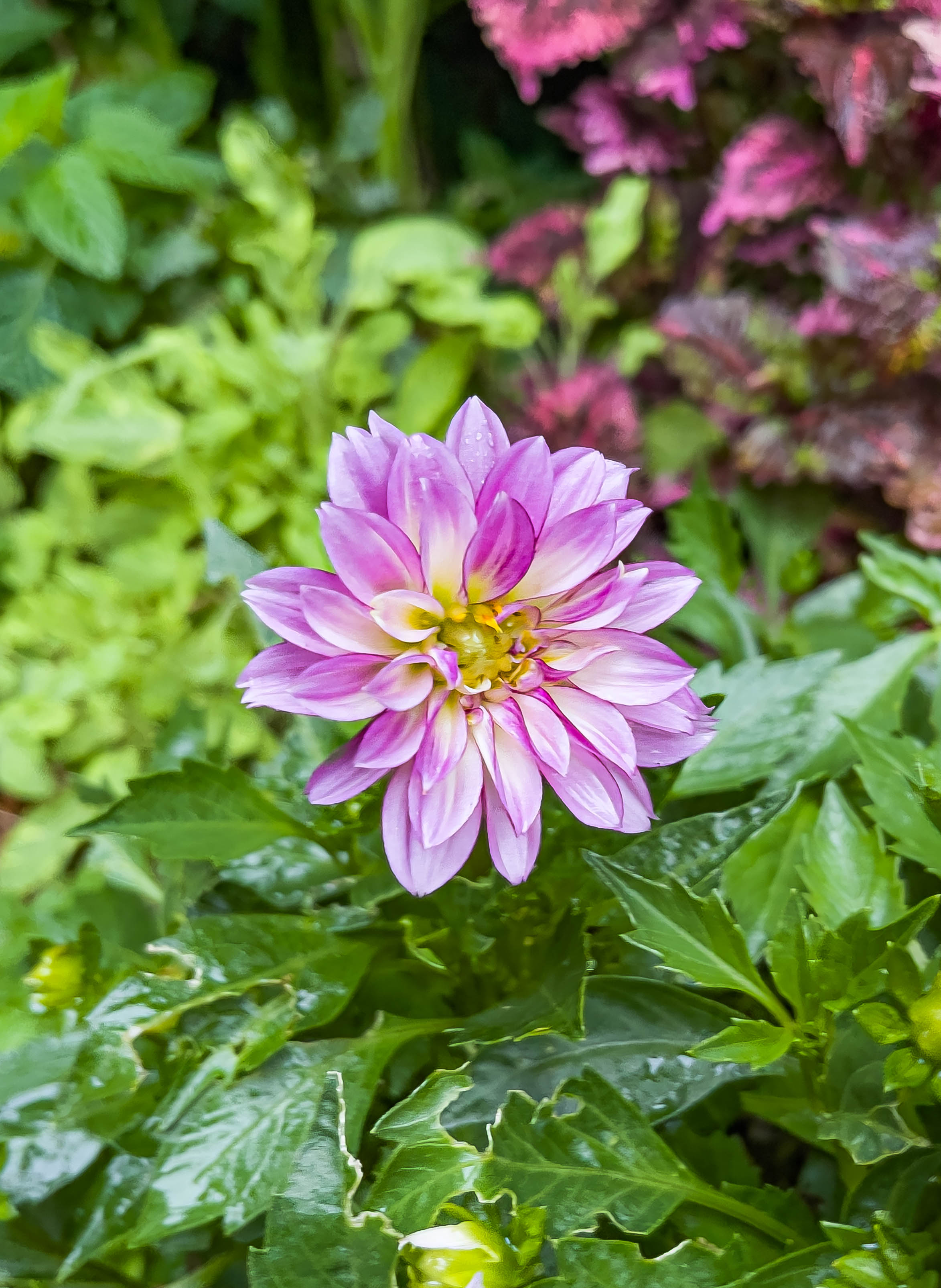Pretty flower, kind of reminds me of a sunflower but pink -- I also like the pastel colors (if it counts as pastel?).