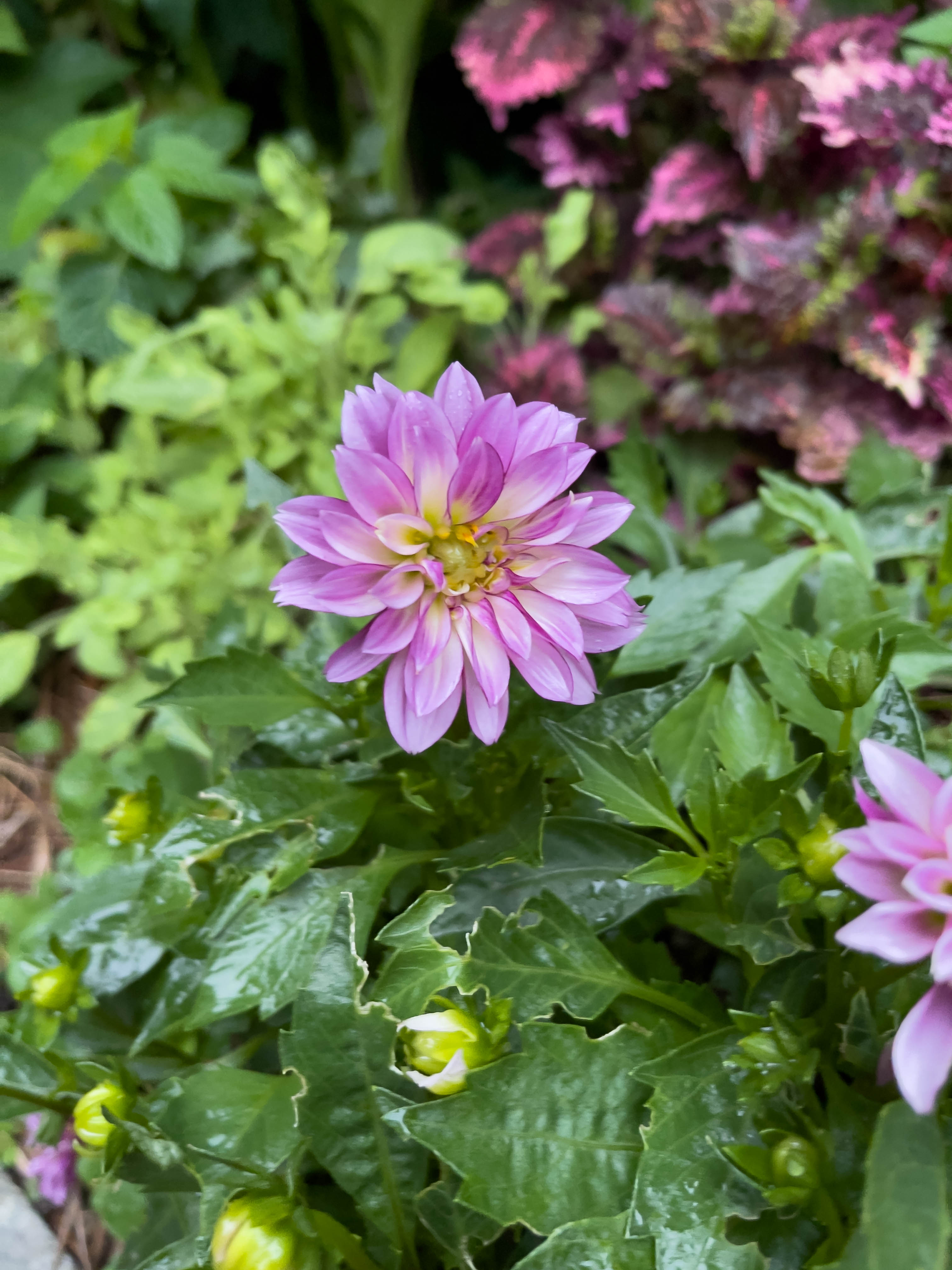 Unedited version of Pretty flower, kind of reminds me of a sunflower but pink -- I also like the pastel colors (if it counts as pastel?).