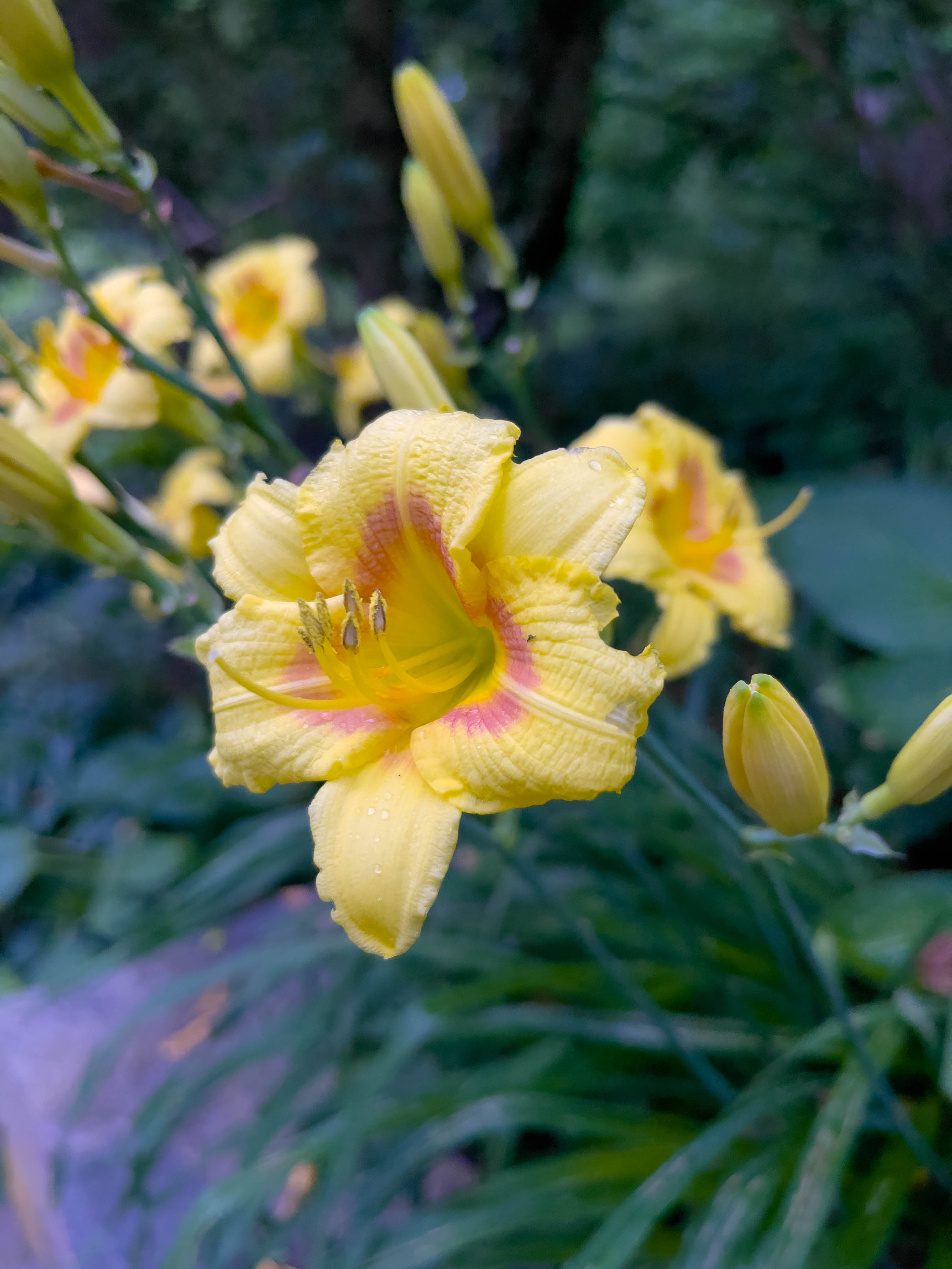Orange/yellow flower! Like the sun flaring out B) But not really? Who knows