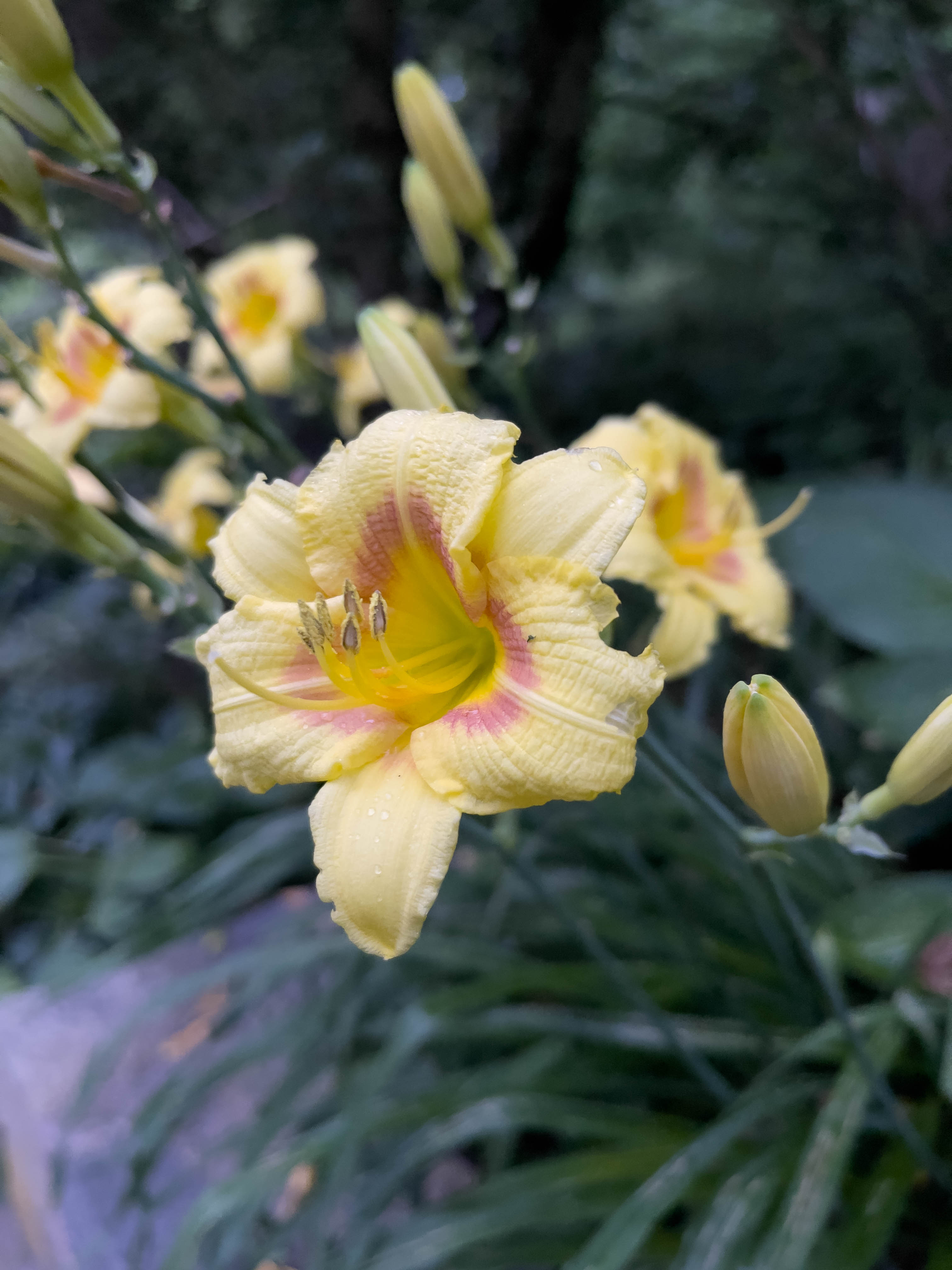 Unedited version of Orange/yellow flower! Like the sun flaring out B) But not really? Who knows