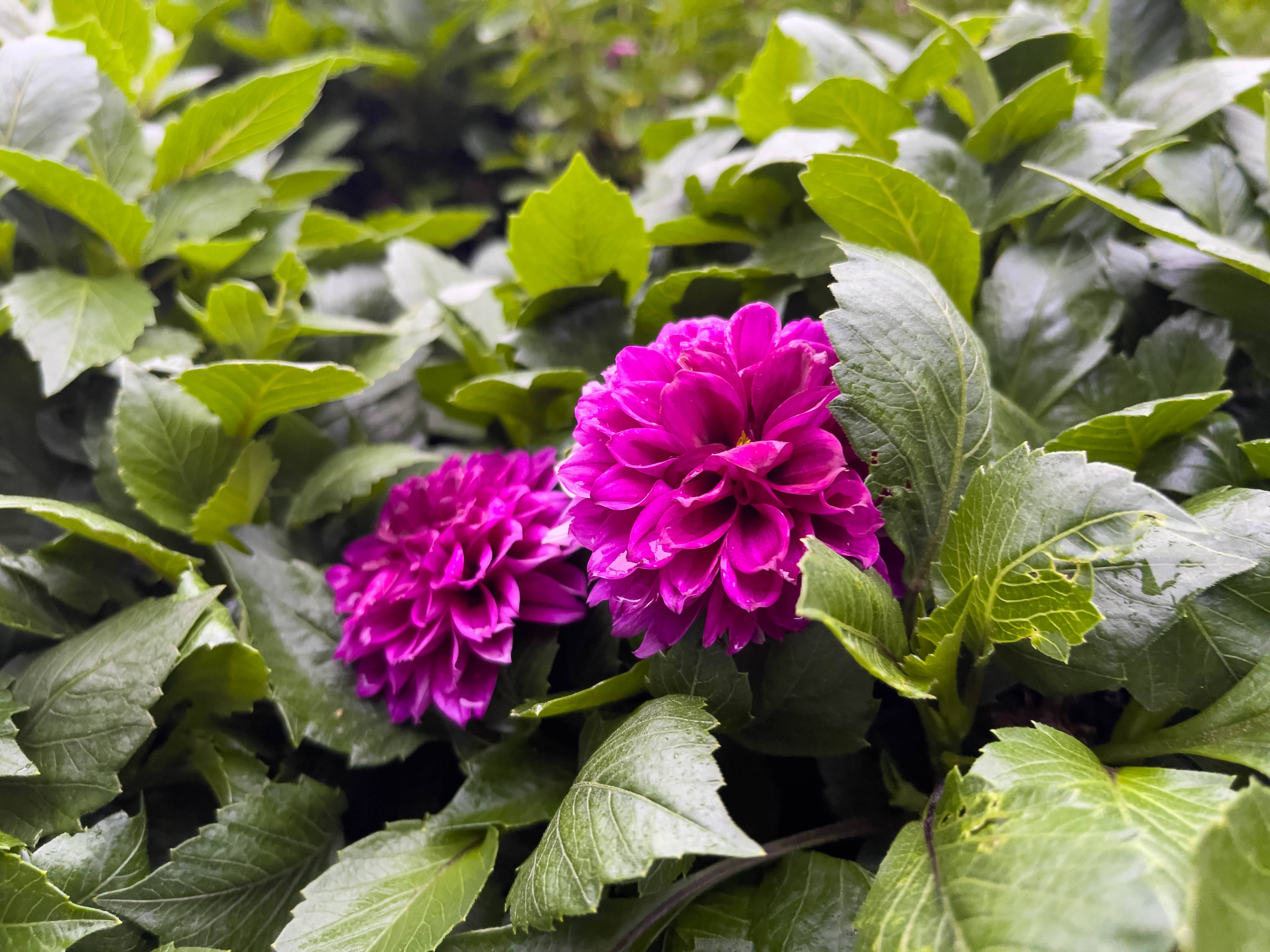 Pair of pink Dahlias, hiding out in a bush