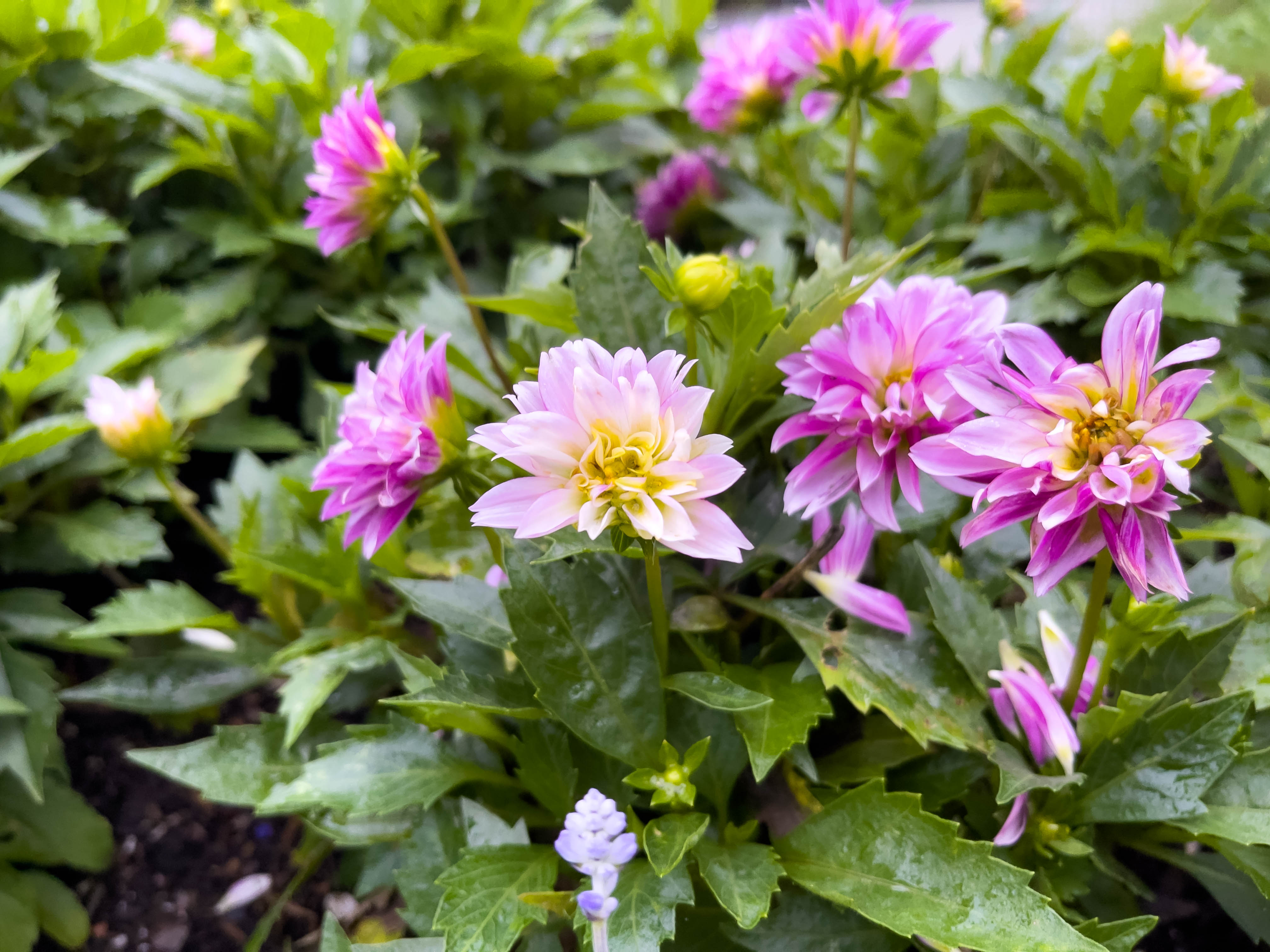 Lilac Dahlias! (I think? Dunno in terms of color or flower, I used an image search XD).