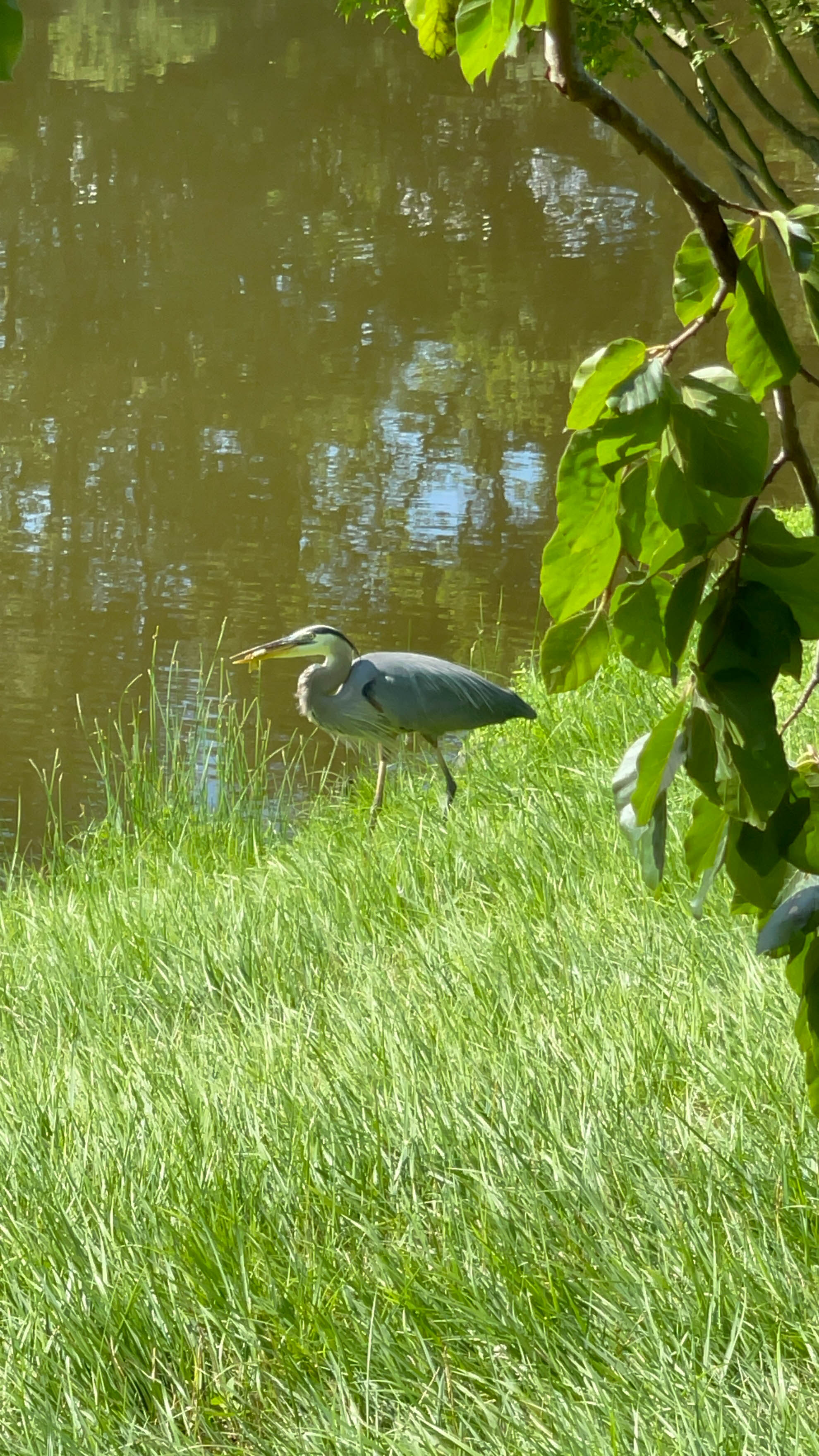 Great blue heron -- super cool. Got to watch it fish.