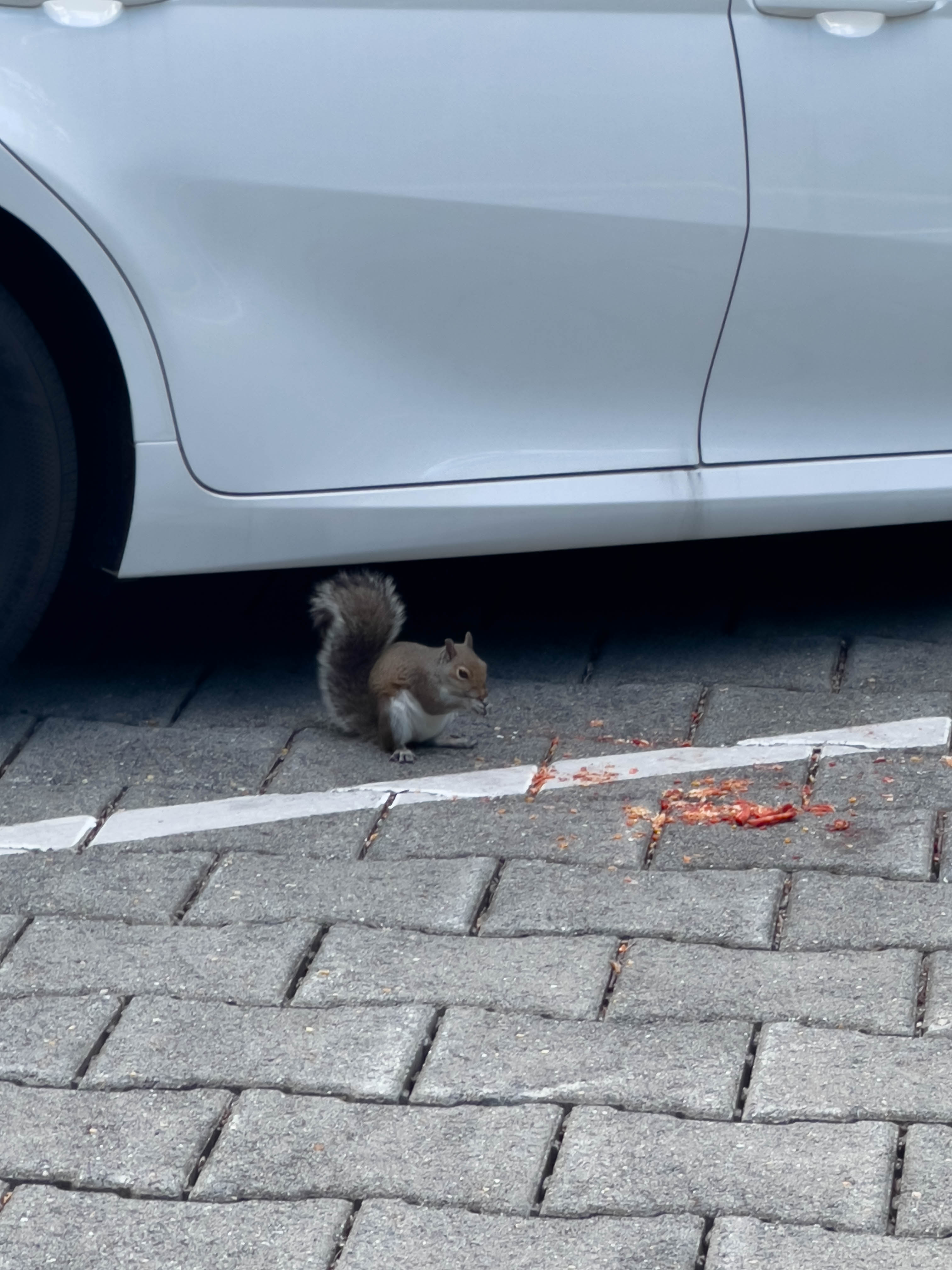 Squirrel munching on some takis someone dropped.