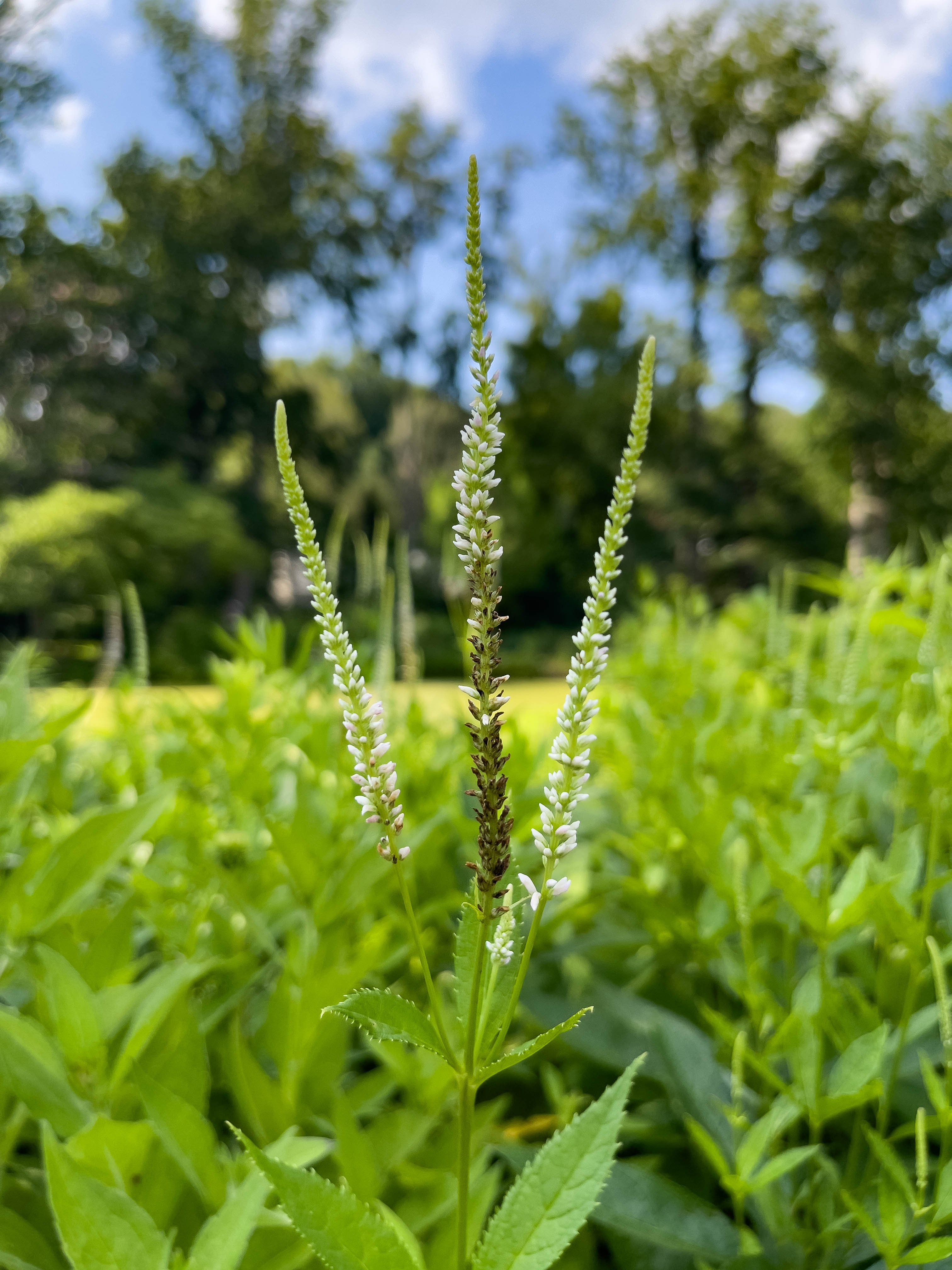 Apparently these are called Culver's root. I liked how it stood against the background, like three strong pillars in a field.