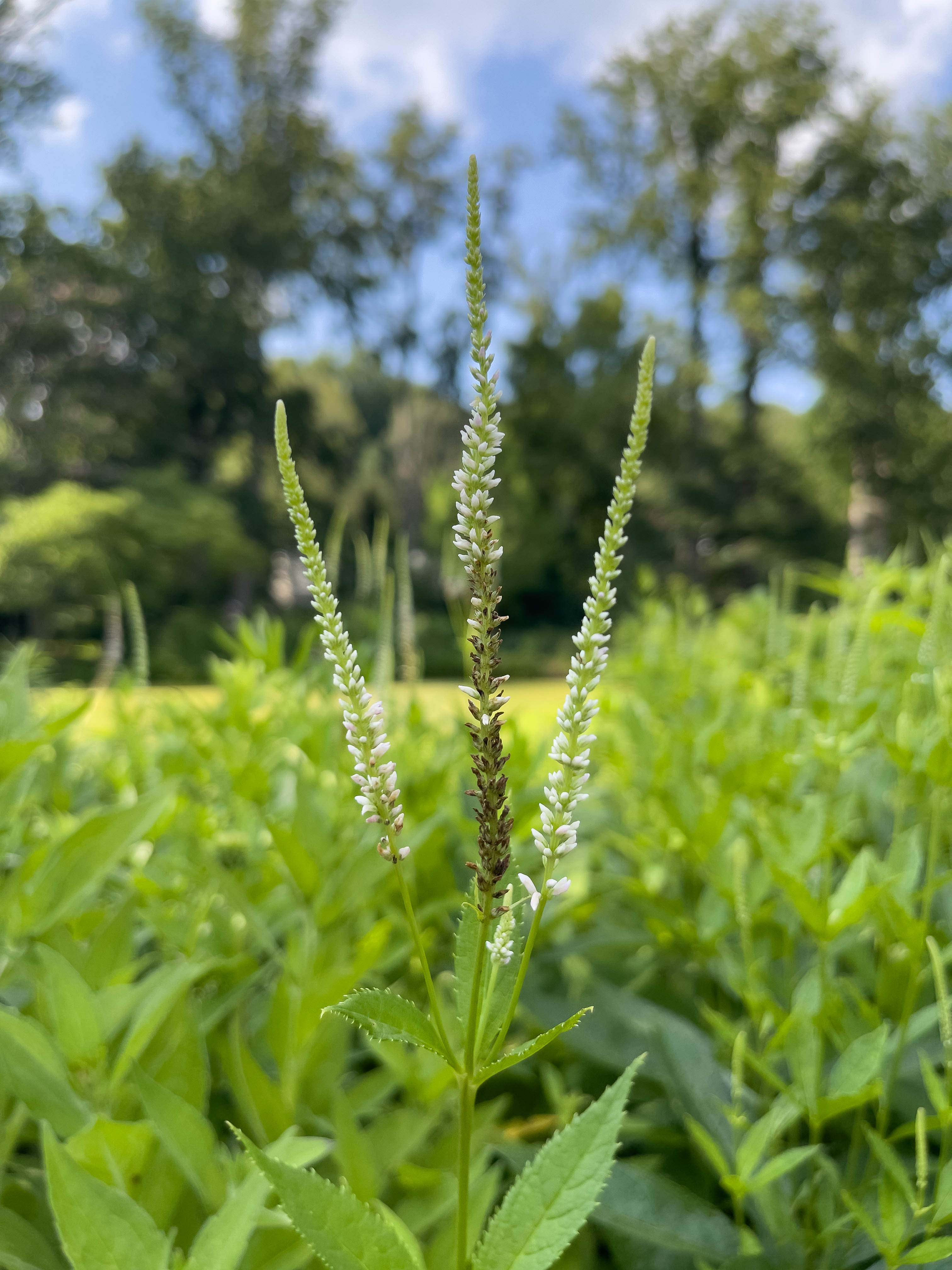 Unedited version of Apparently these are called Culver's root. I liked how it stood against the background, like three strong pillars in a field.