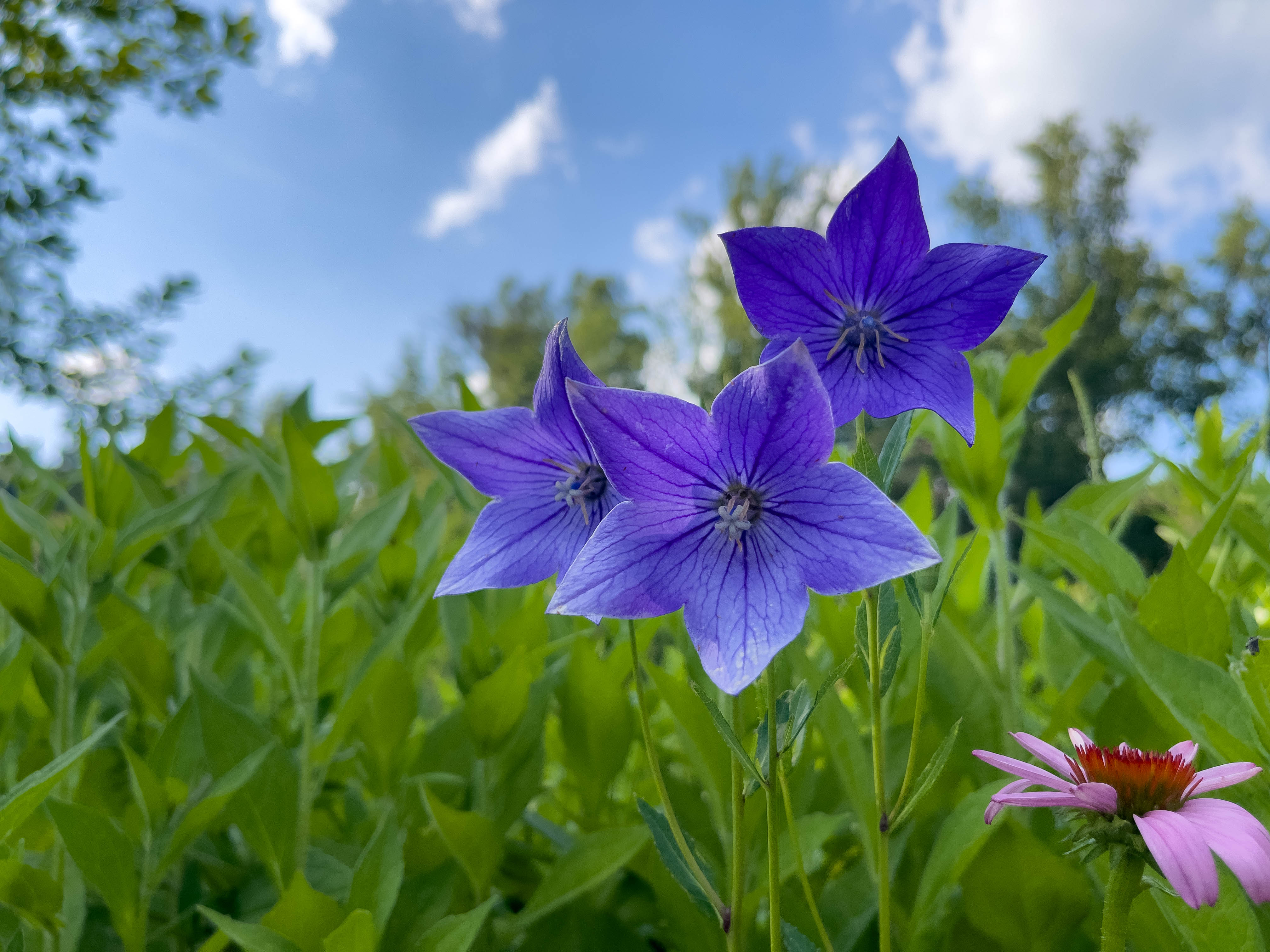 Blue balloon flowers, I really like how I framed this image (although I may have messed up the editing).