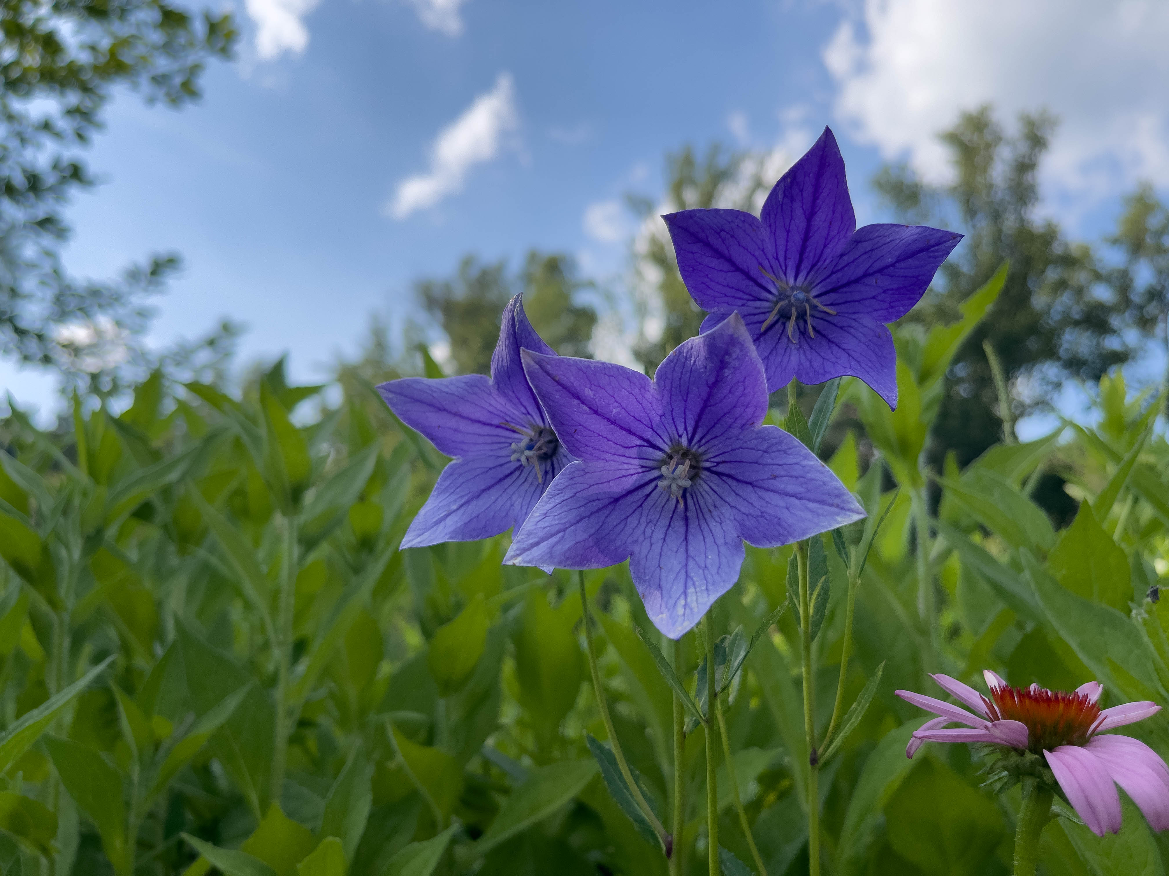 Unedited version of Blue balloon flowers, I really like how I framed this image (although I may have messed up the editing).