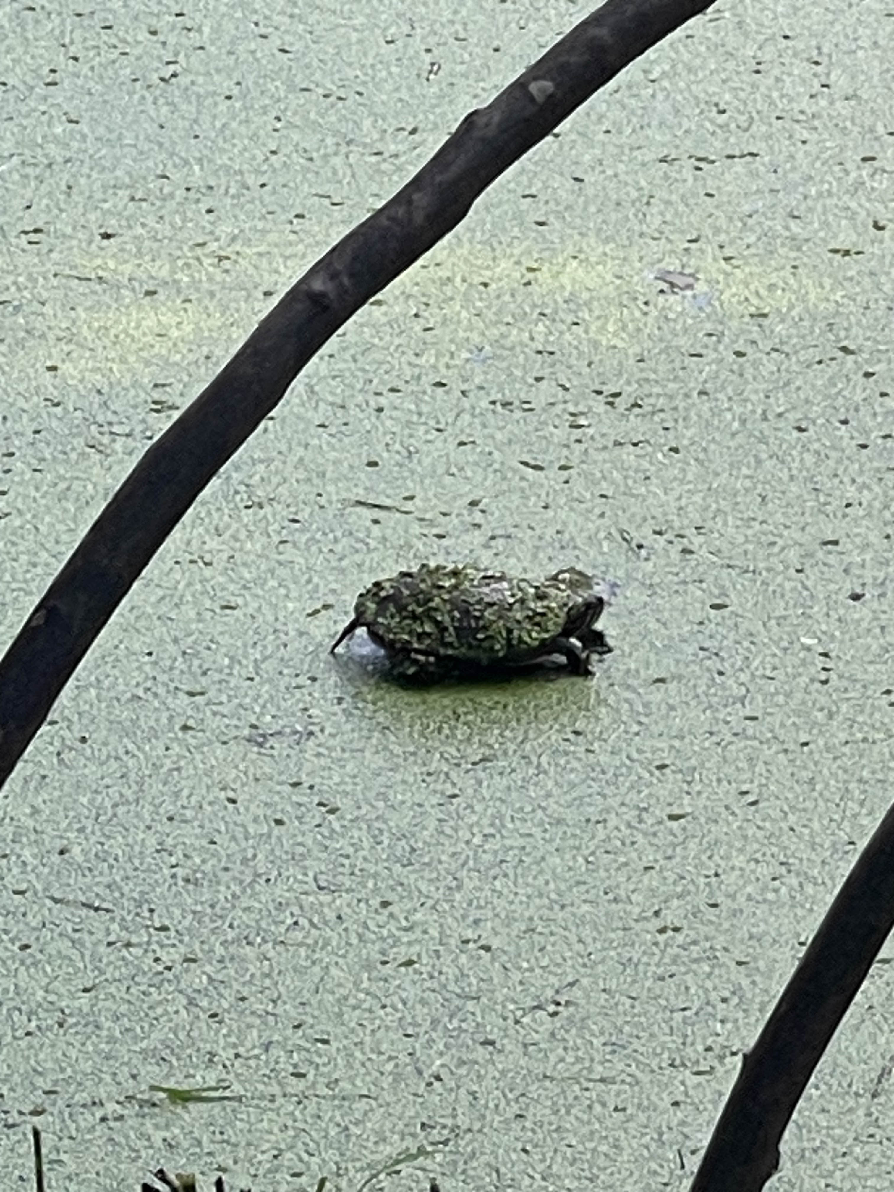 Turtle on a log.