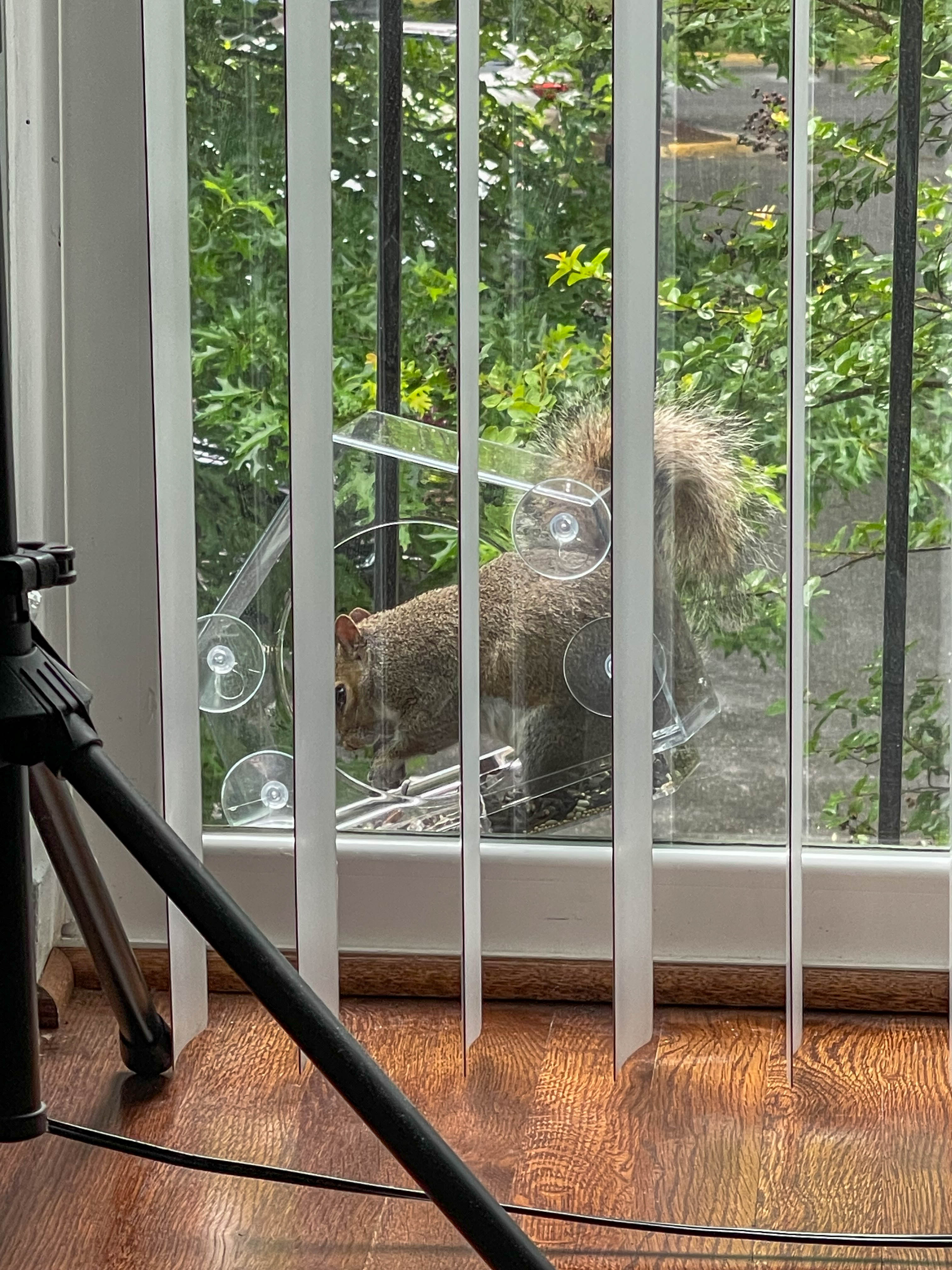 Squirrel eating out of my birdfeeder