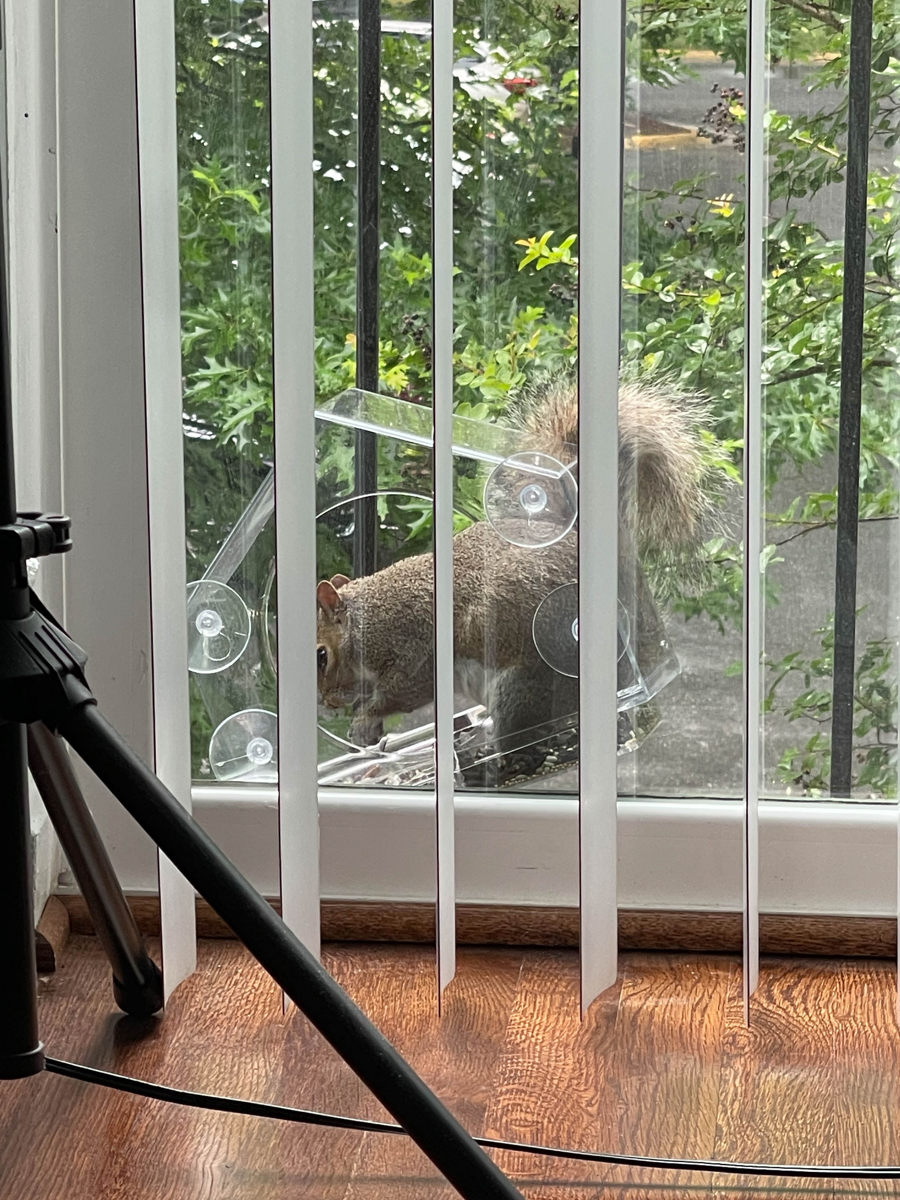Unedited version of Squirrel eating out of my birdfeeder