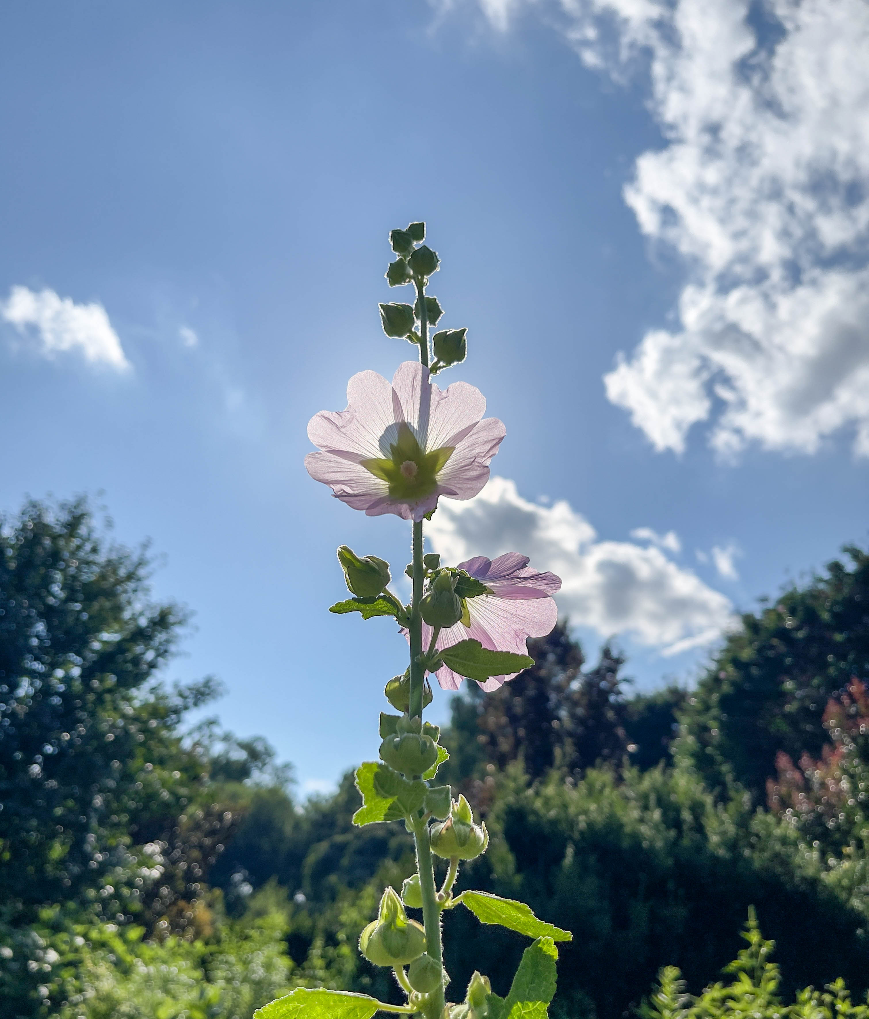 Pretty flower!