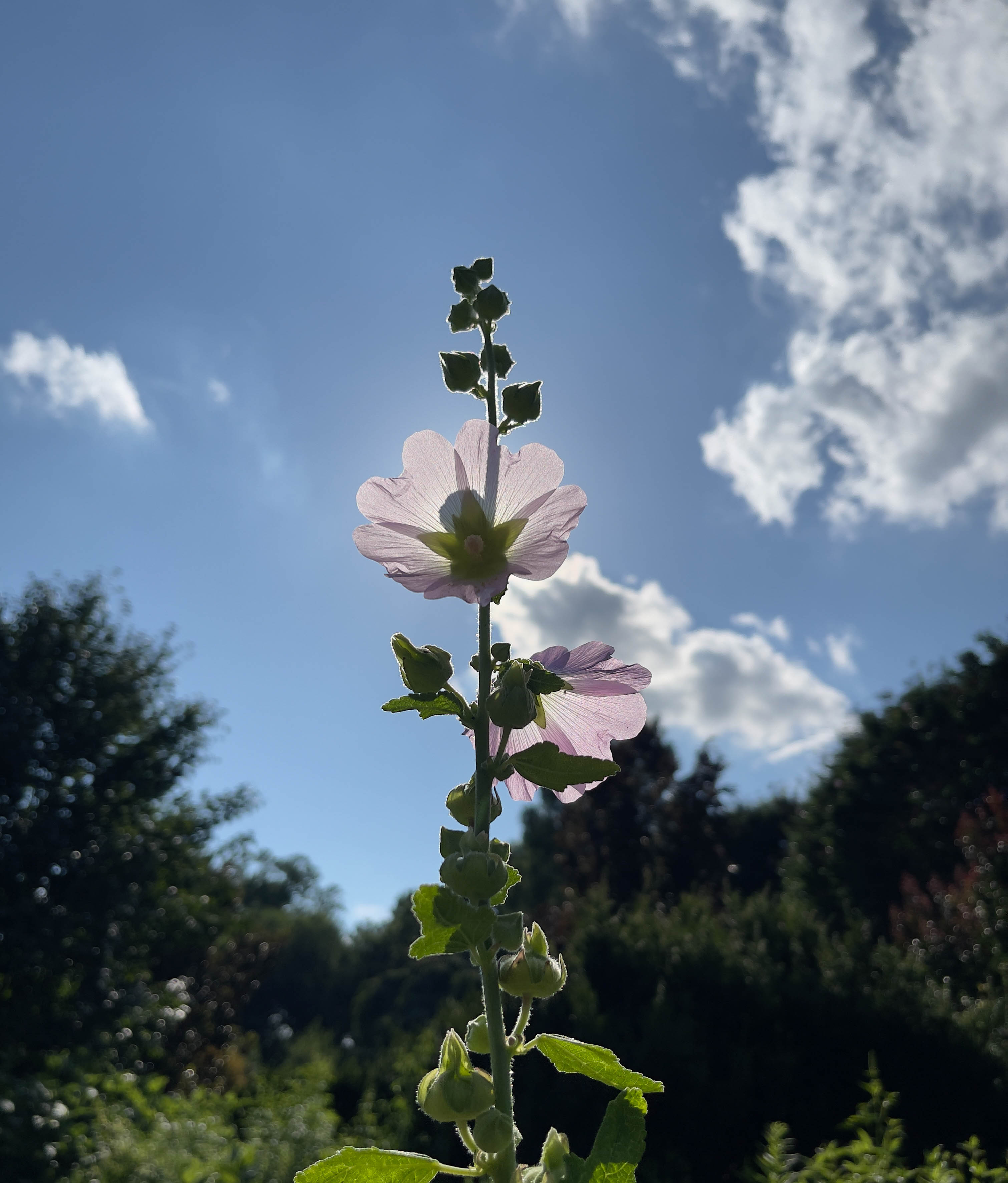 Unedited version of Pretty flower!