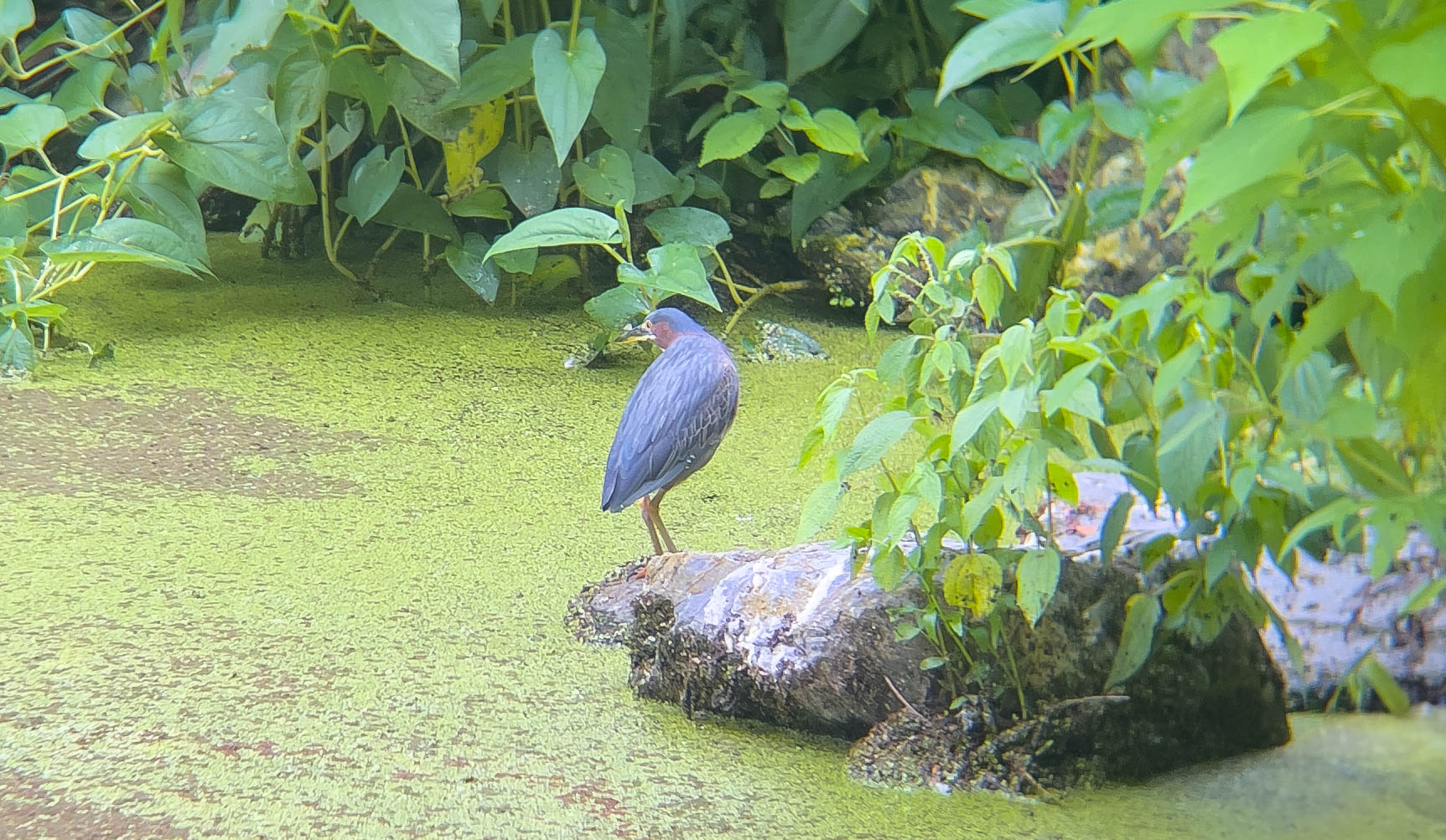 Green Heron -- adult one, saw a juvenile one the other day