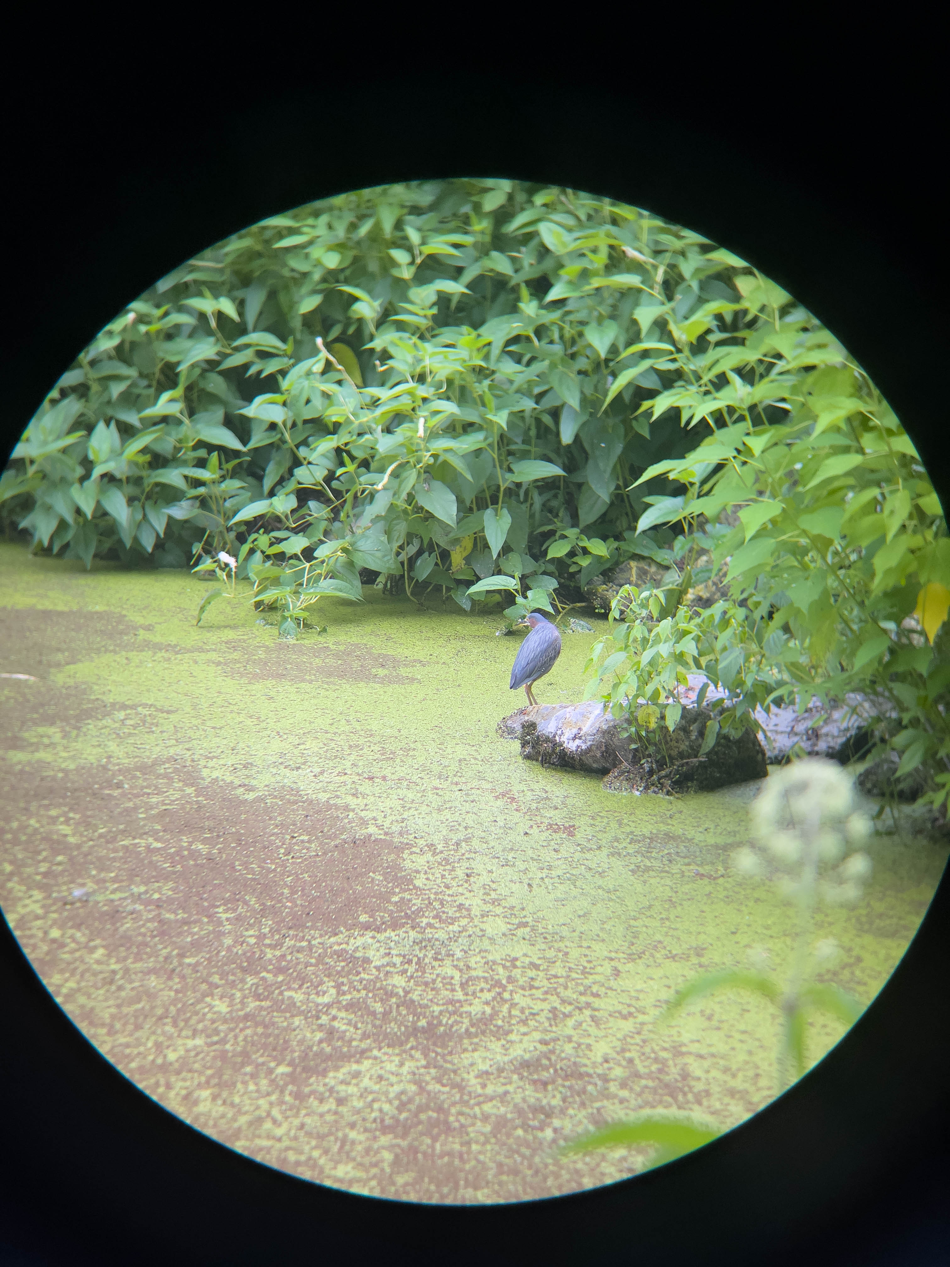 Unedited version of Green Heron -- adult one, saw a juvenile one the other day