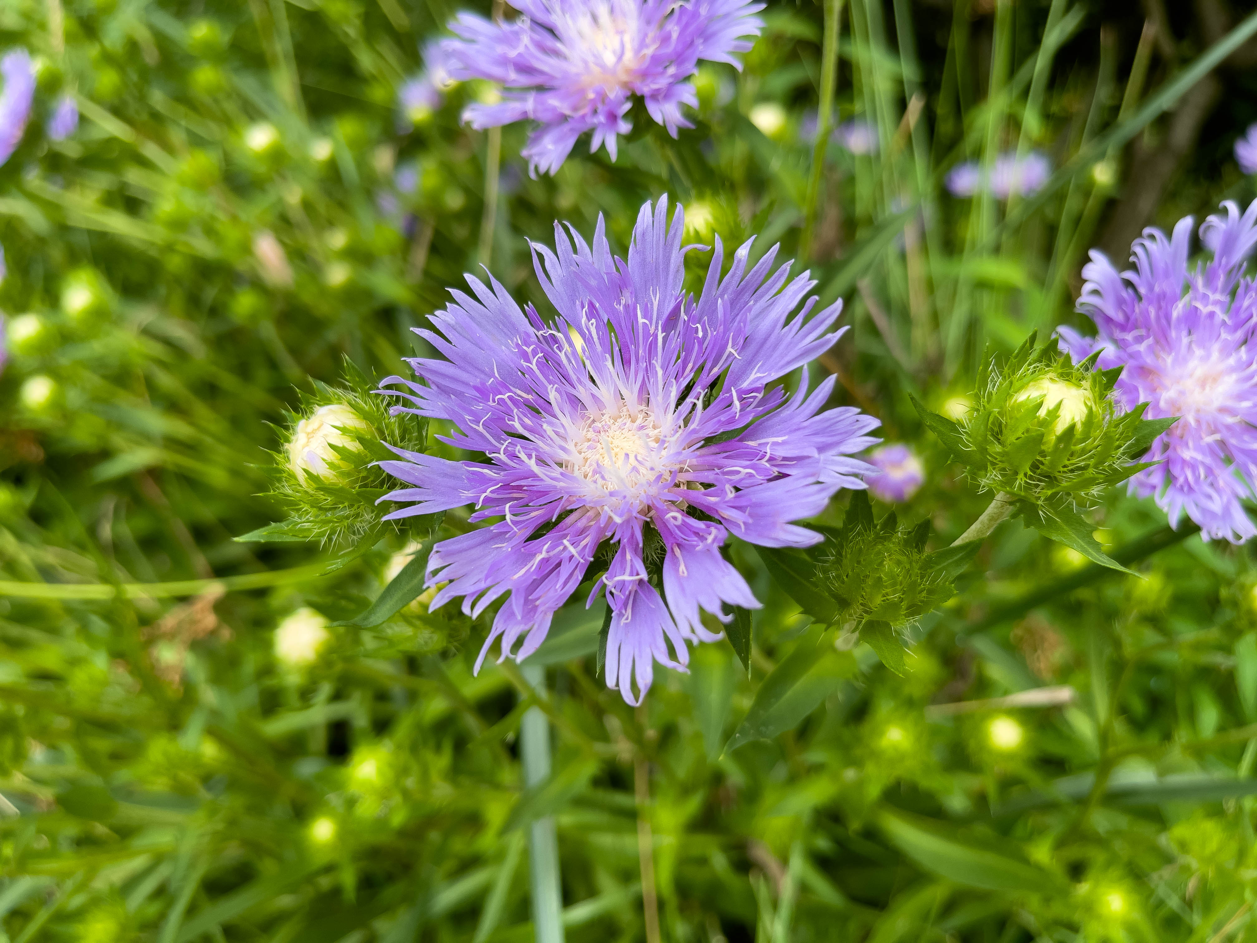 A blue cornflower (maybe)
