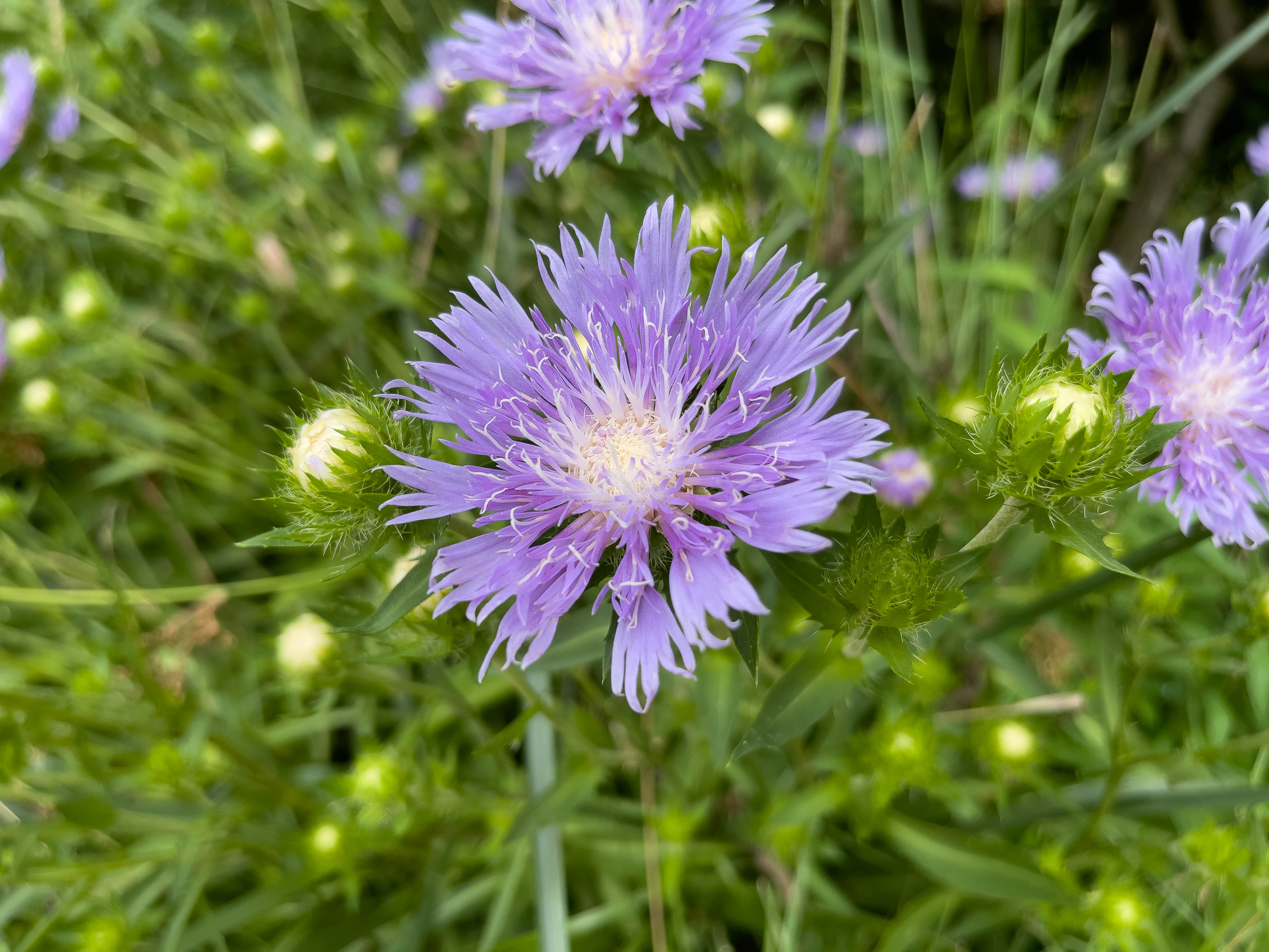 Unedited version of A blue cornflower (maybe)