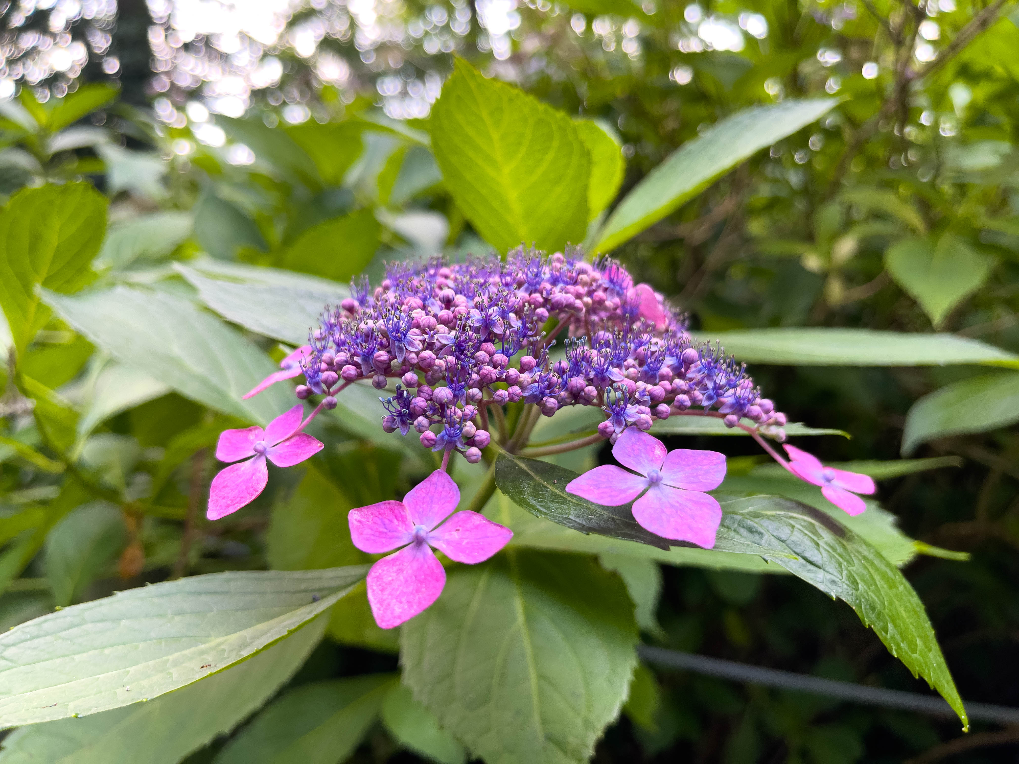 Really pretty pink flowers -- apparently they're hydrangeas. Really love how the colors pop, especially after a bit of editing.