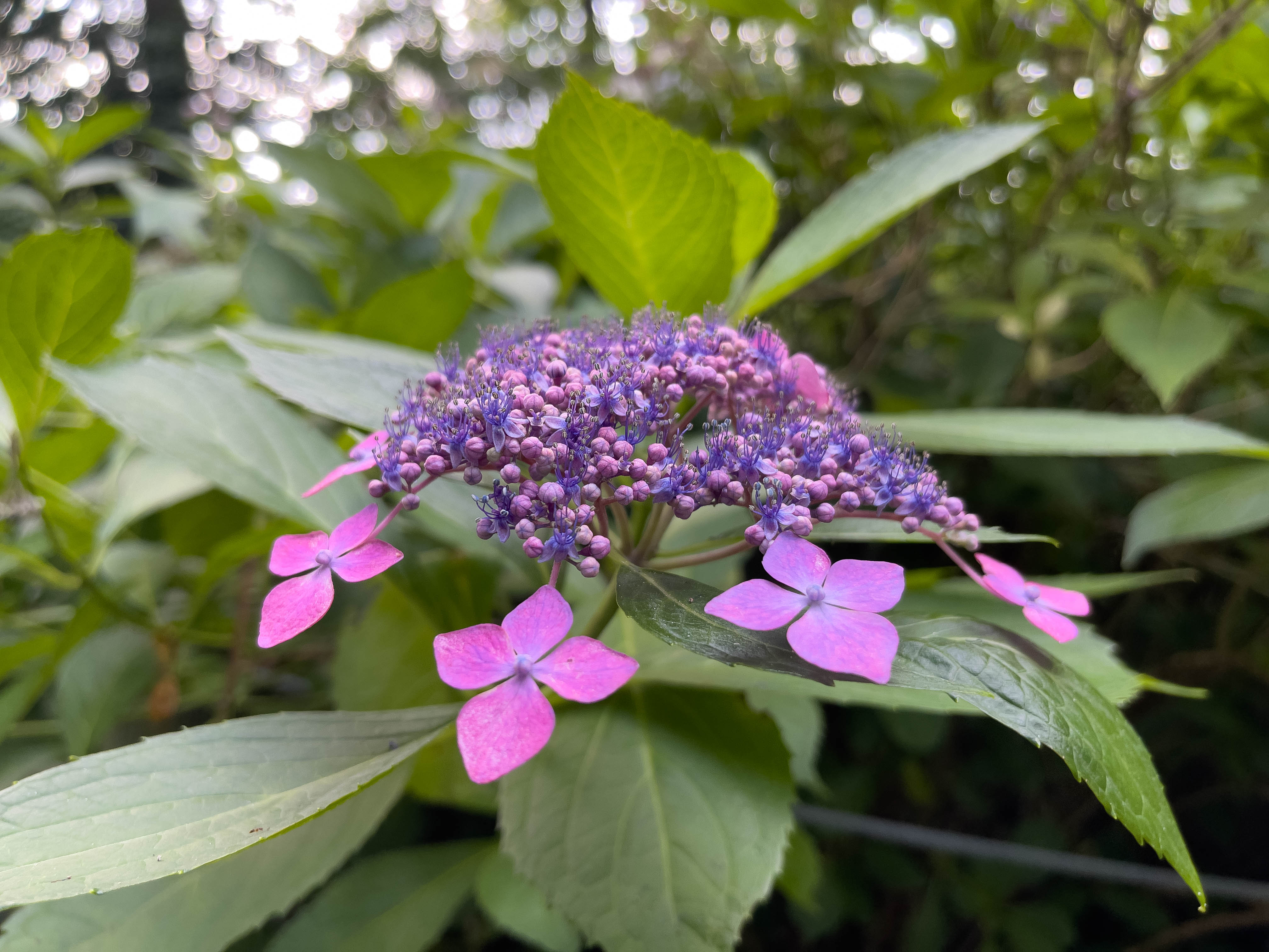 Unedited version of Really pretty pink flowers -- apparently they're hydrangeas. Really love how the colors pop, especially after a bit of editing.