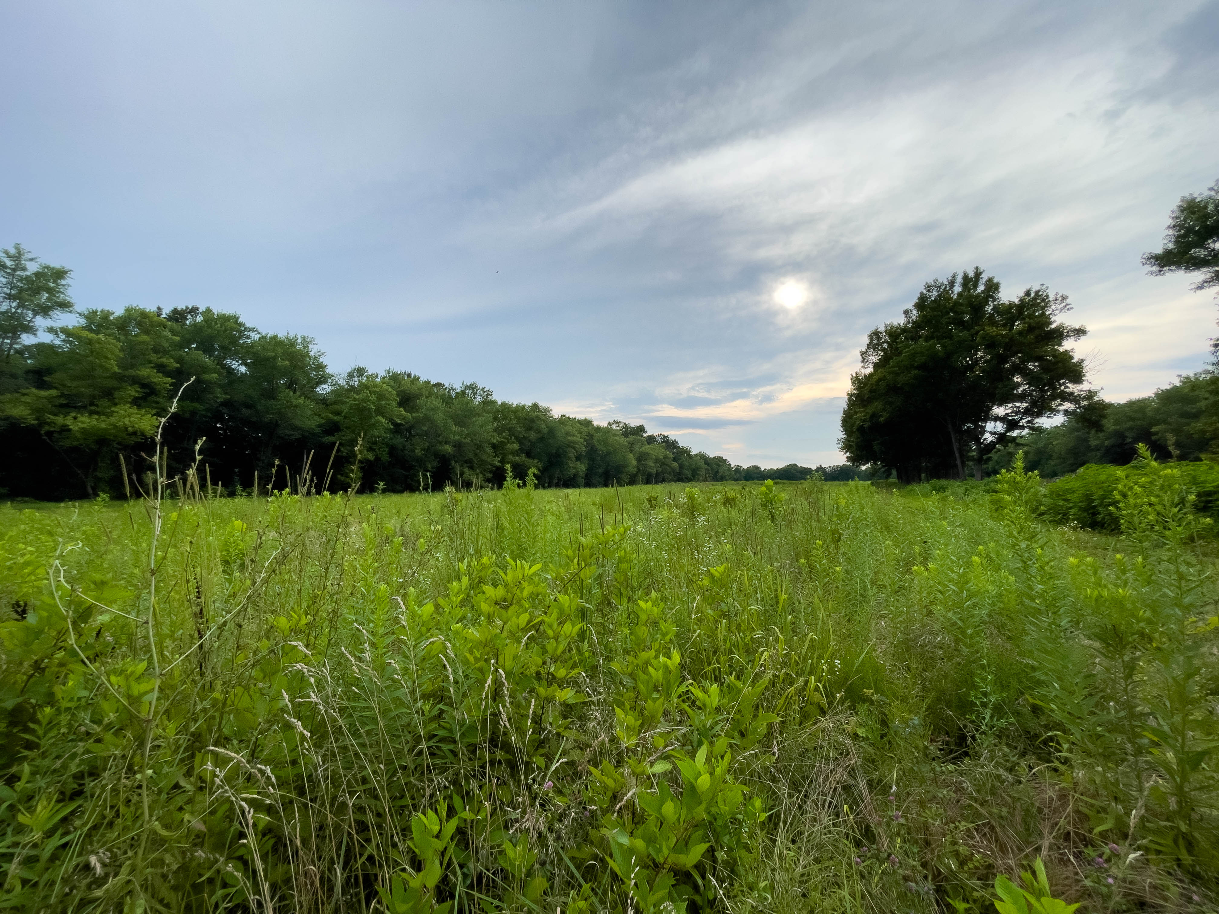 I went with my mom to go look for a sunflower field. When we got there, there were no sunflowers -- just a nice field.