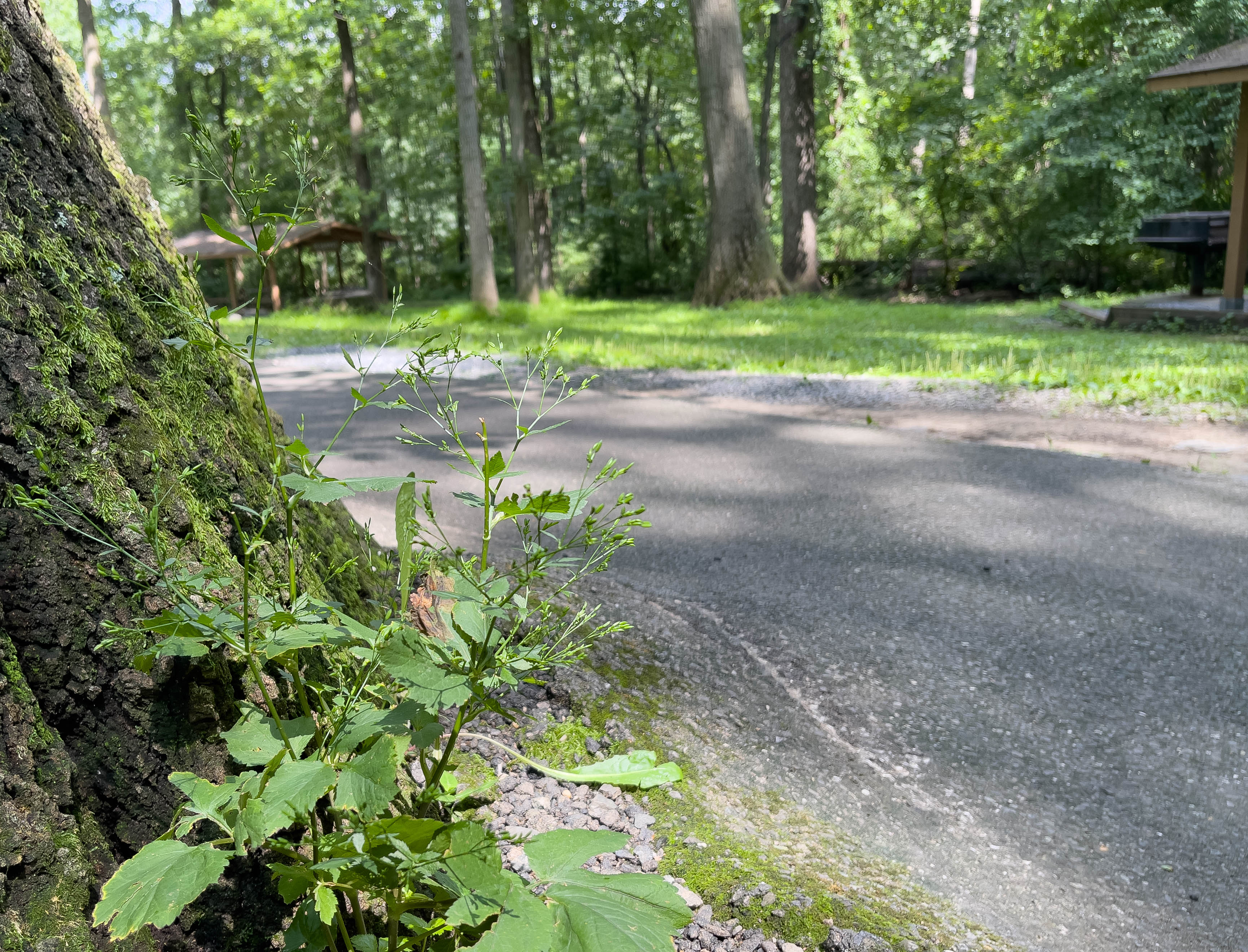 Unedited version of Little plant sticking out of a tree