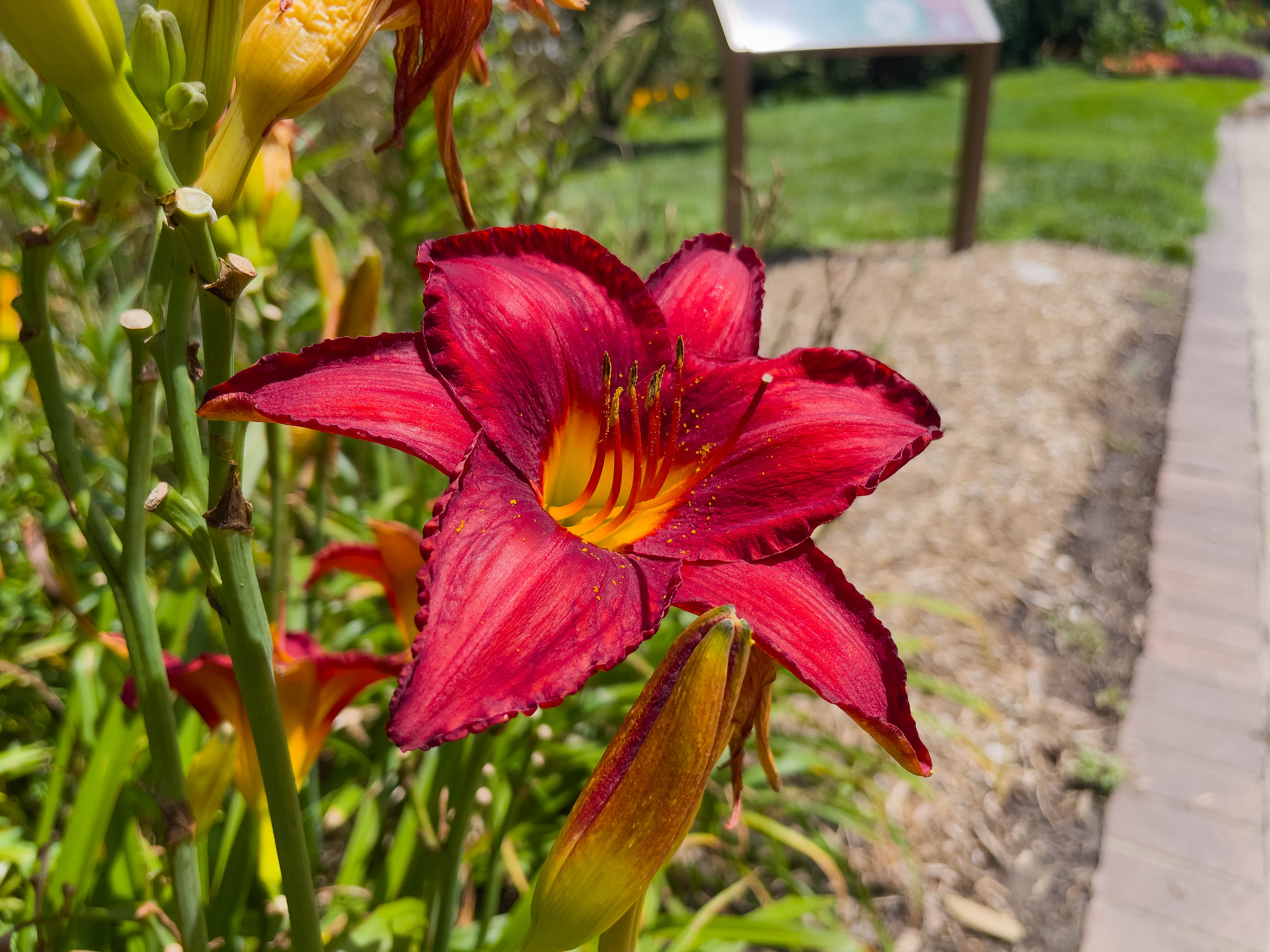 Big ol' red flower -- stands out and really makes a statement.