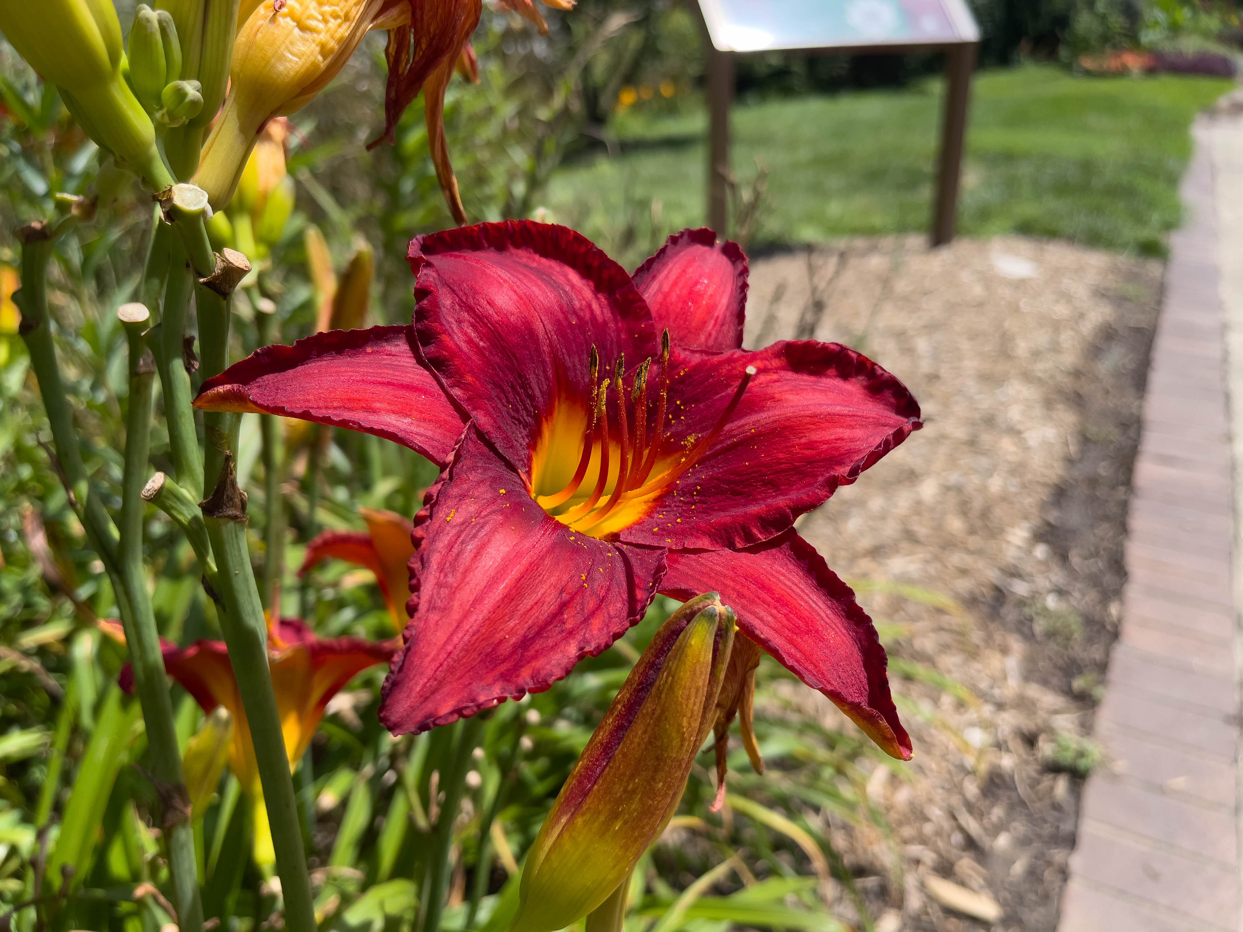 Unedited version of Big ol' red flower -- stands out and really makes a statement.