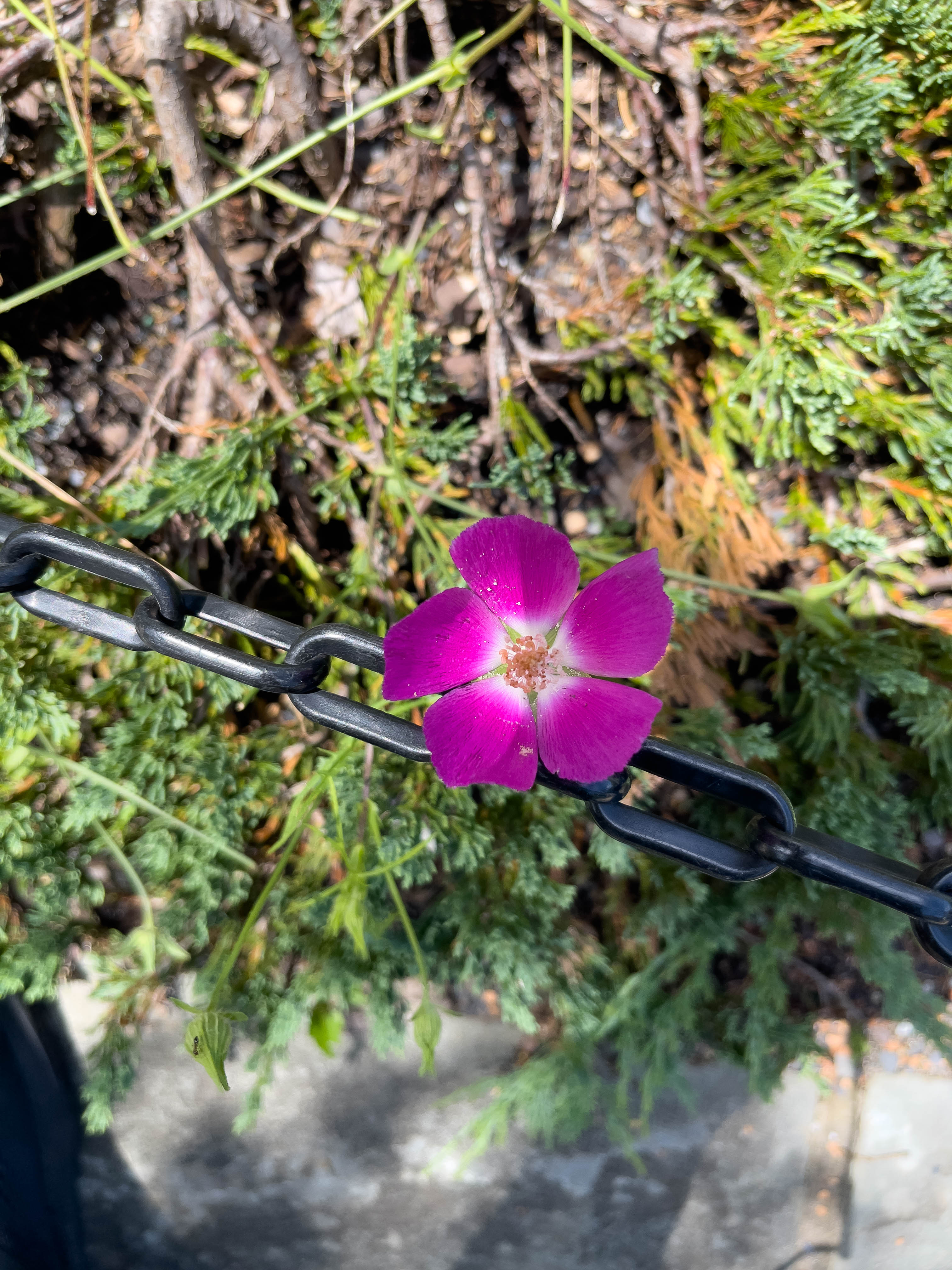 Hot pink flower