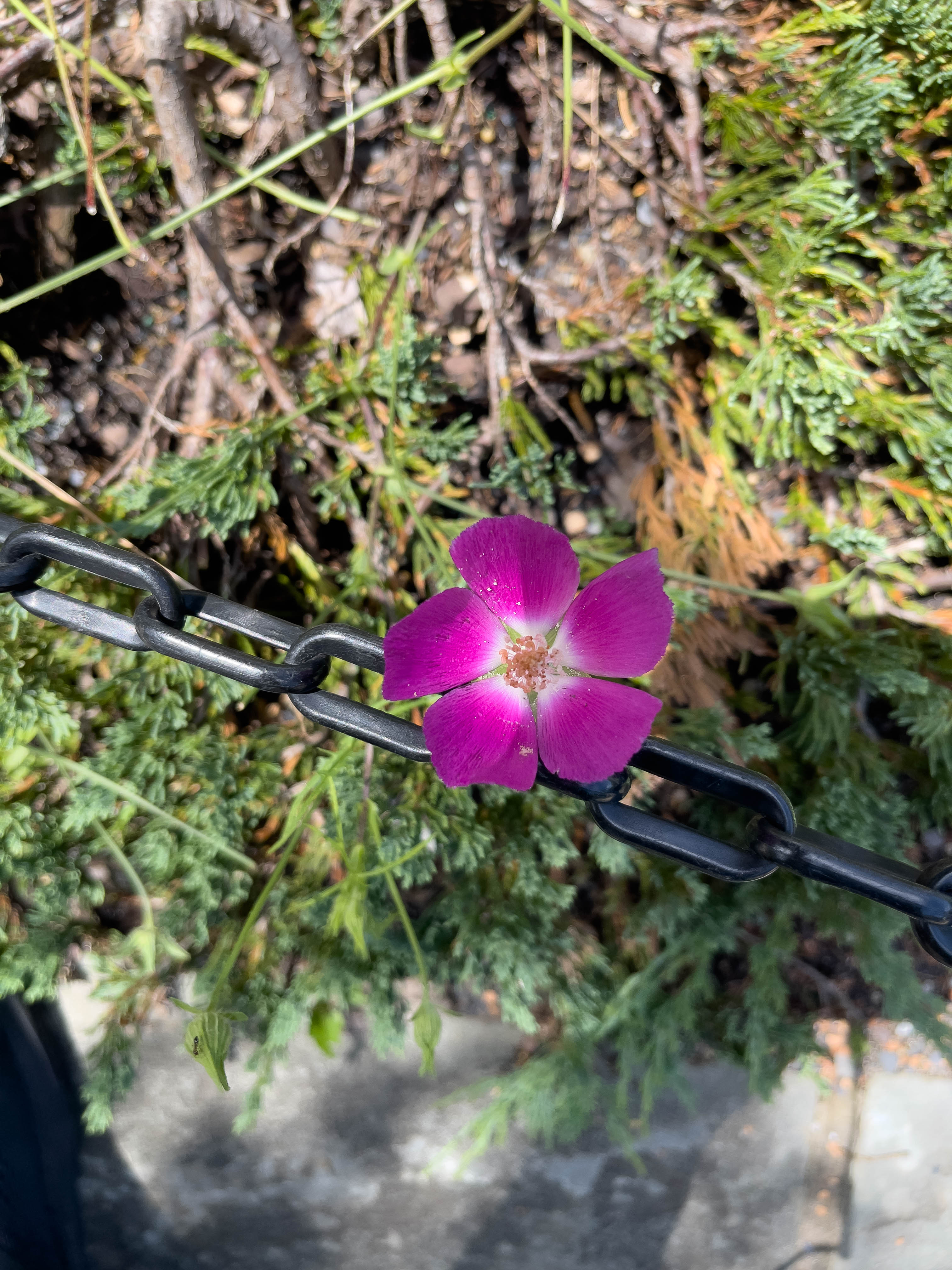Unedited version of Hot pink flower