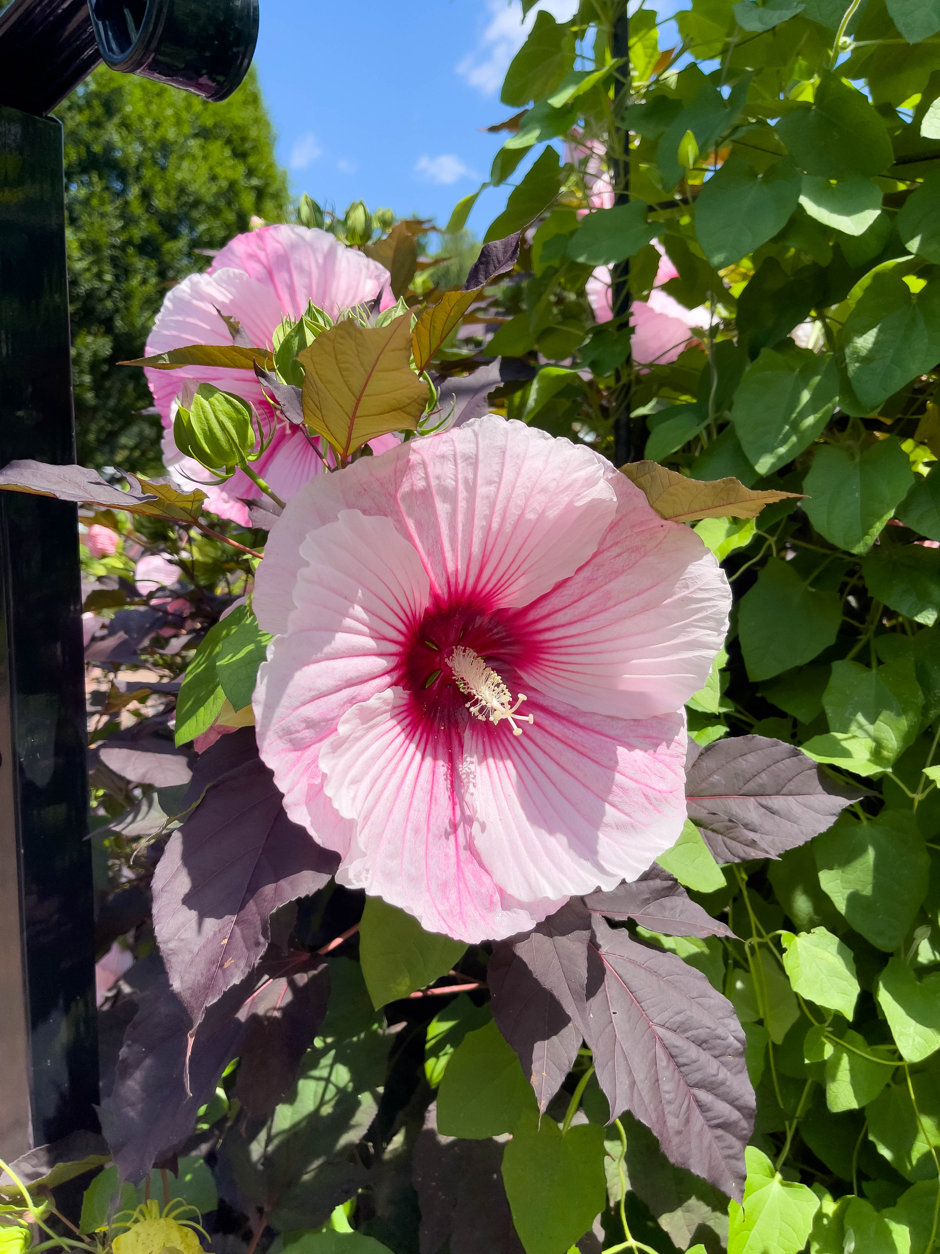 Big pink flower