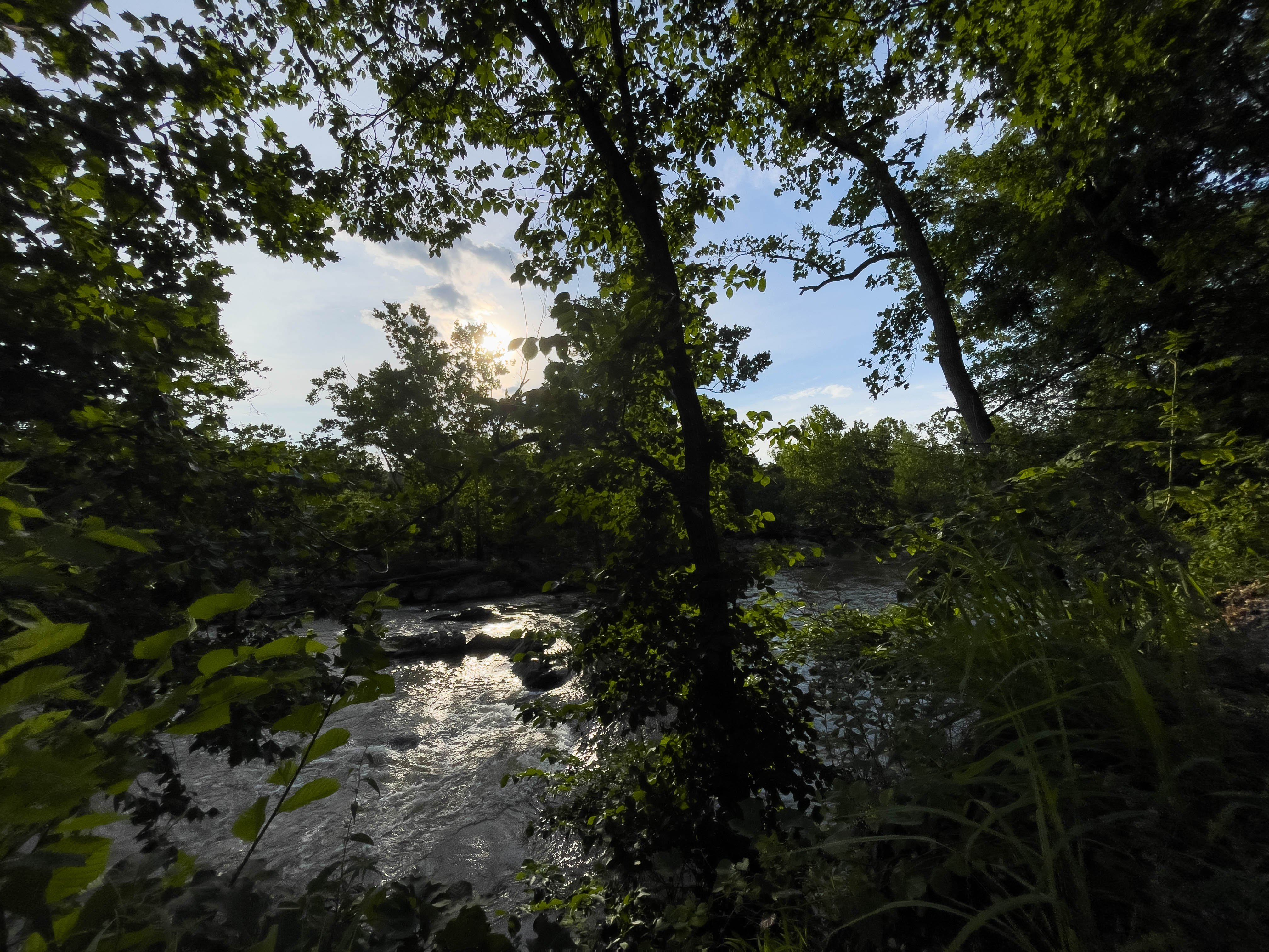Sun through the trees -- Great Falls